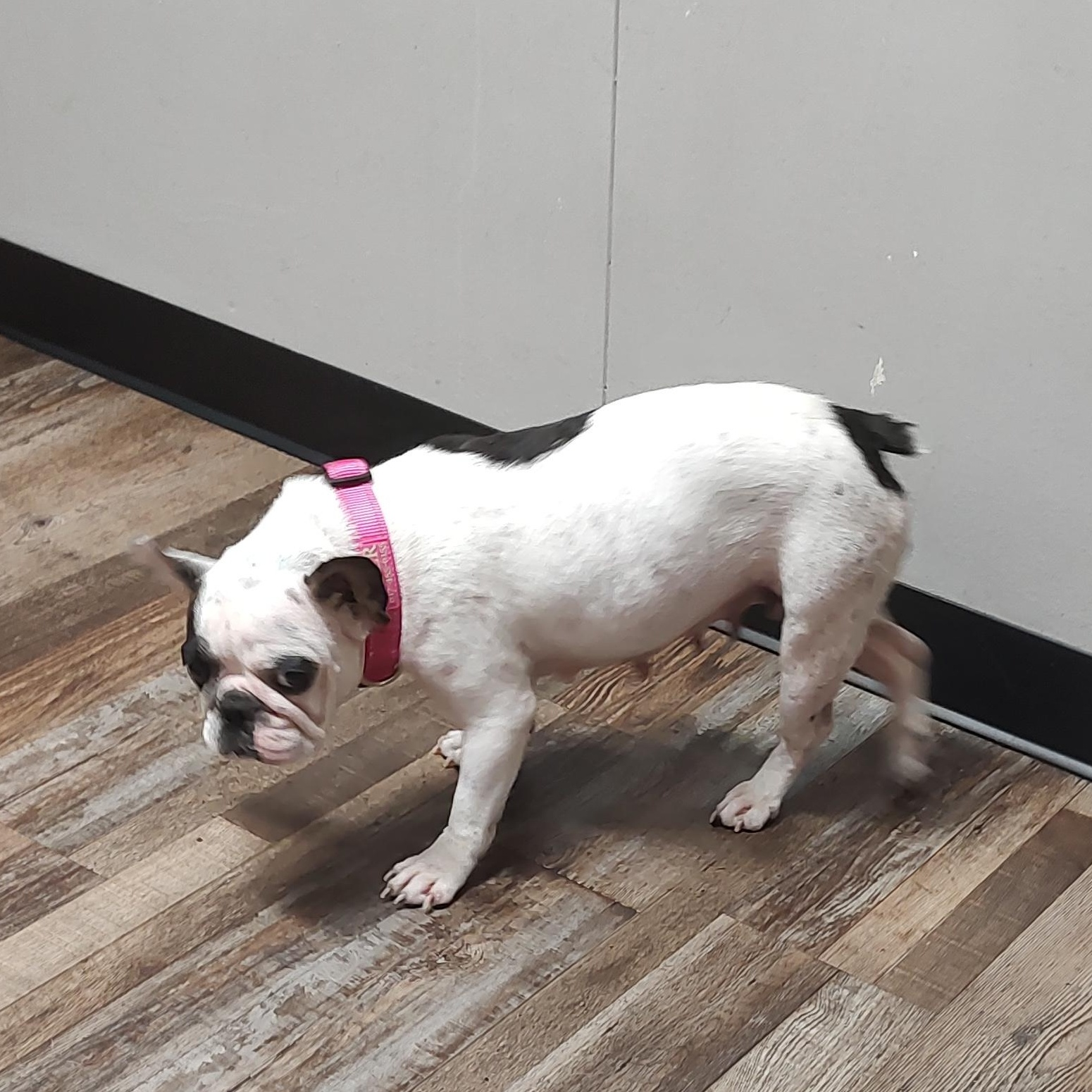 Trinket , a Adoptable French Bulldog in Sanger, TX image 1/5