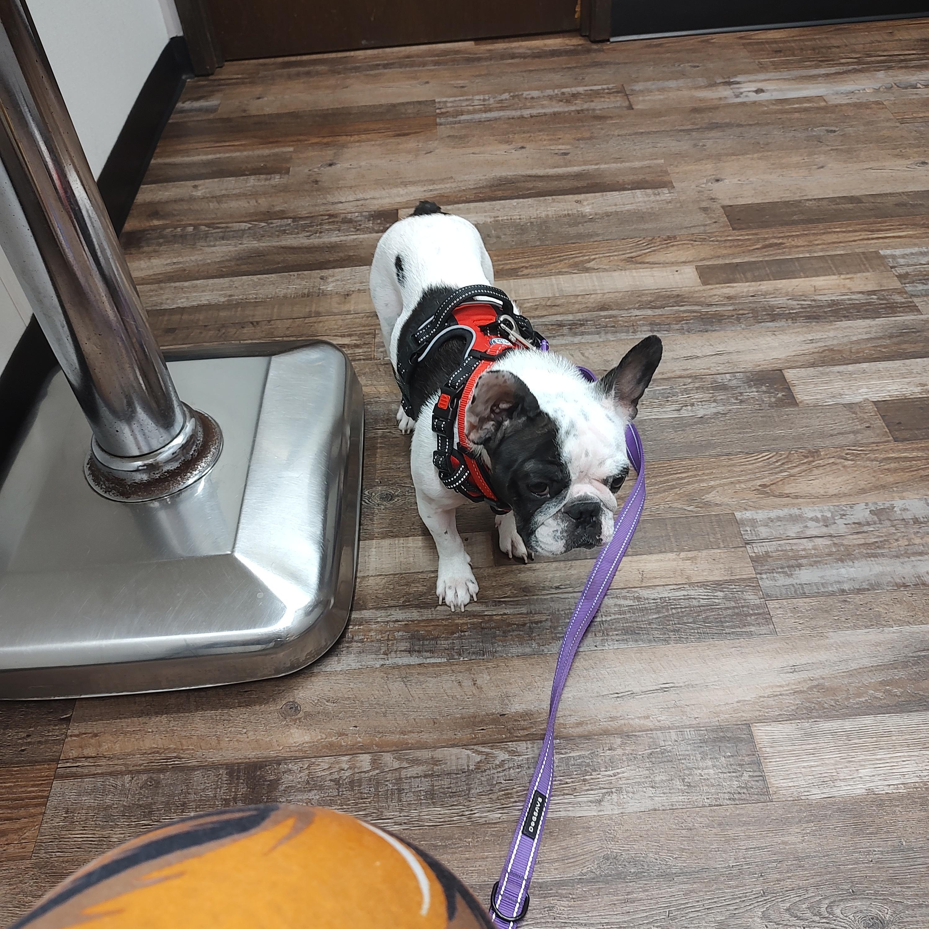 Trinket , a Adoptable French Bulldog in Sanger, TX image 2/5