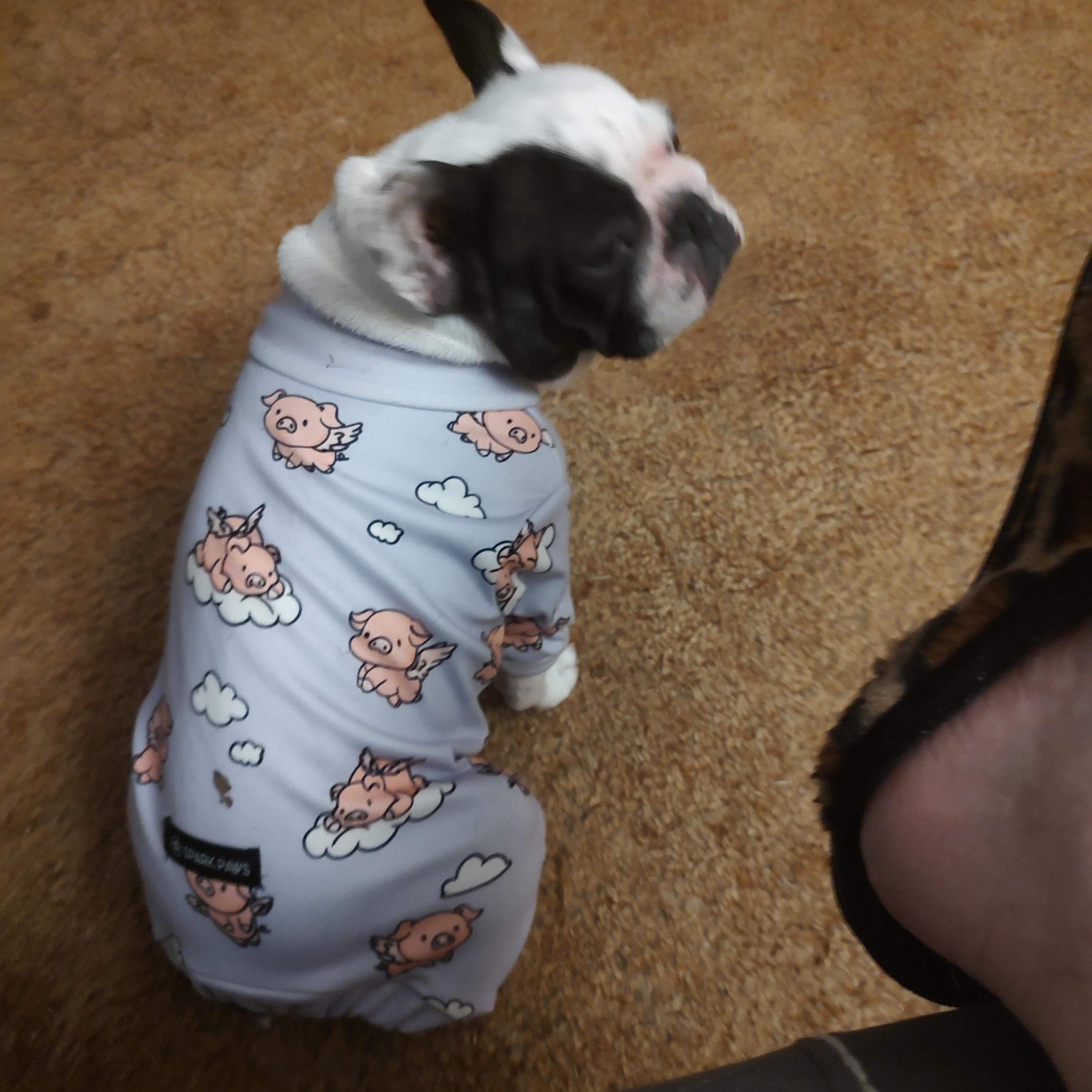 Trinket , a Adoptable French Bulldog in Sanger, TX image 3/5