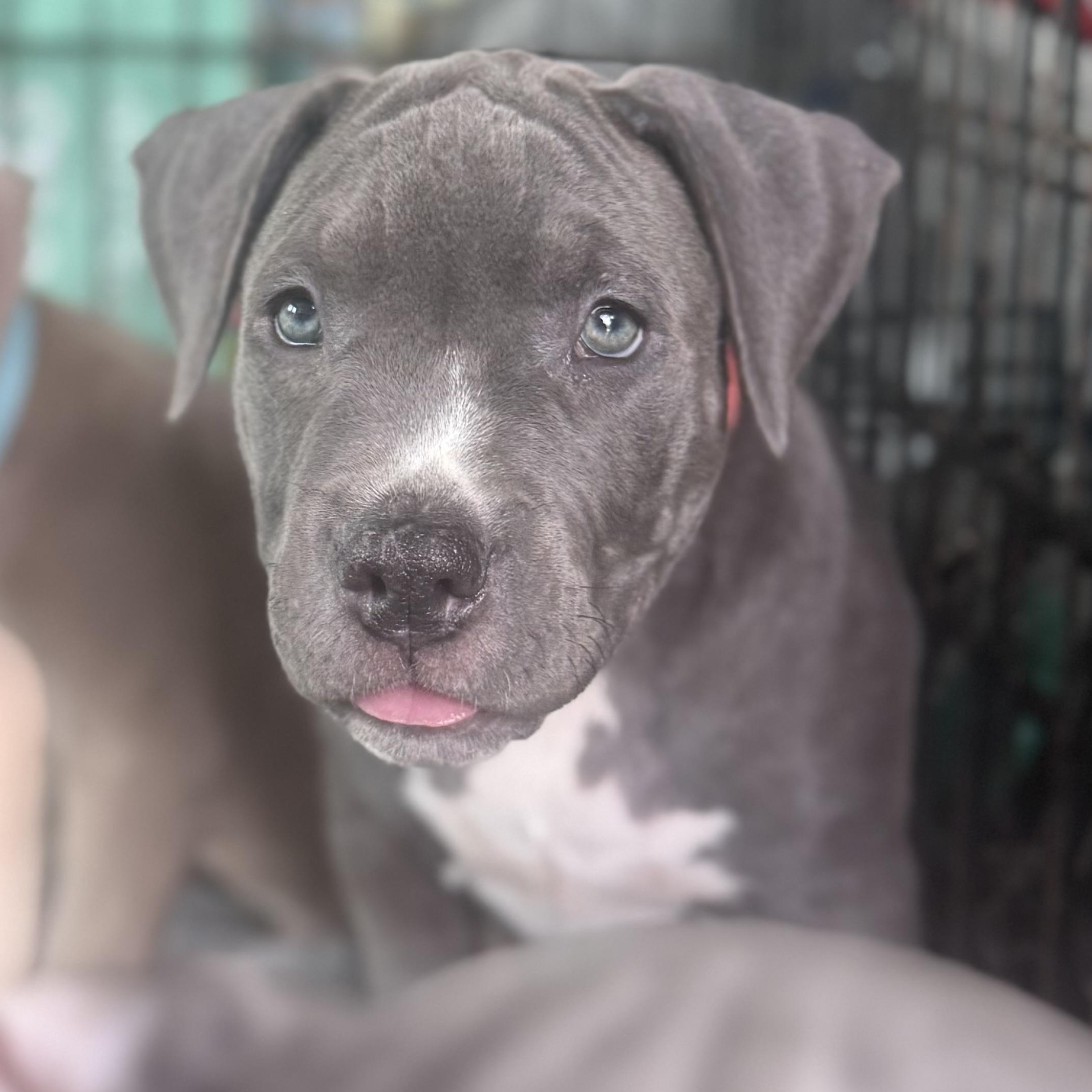 Enlarge Strawberry, an adopted mixed breed in Deltona, FL image 2/4