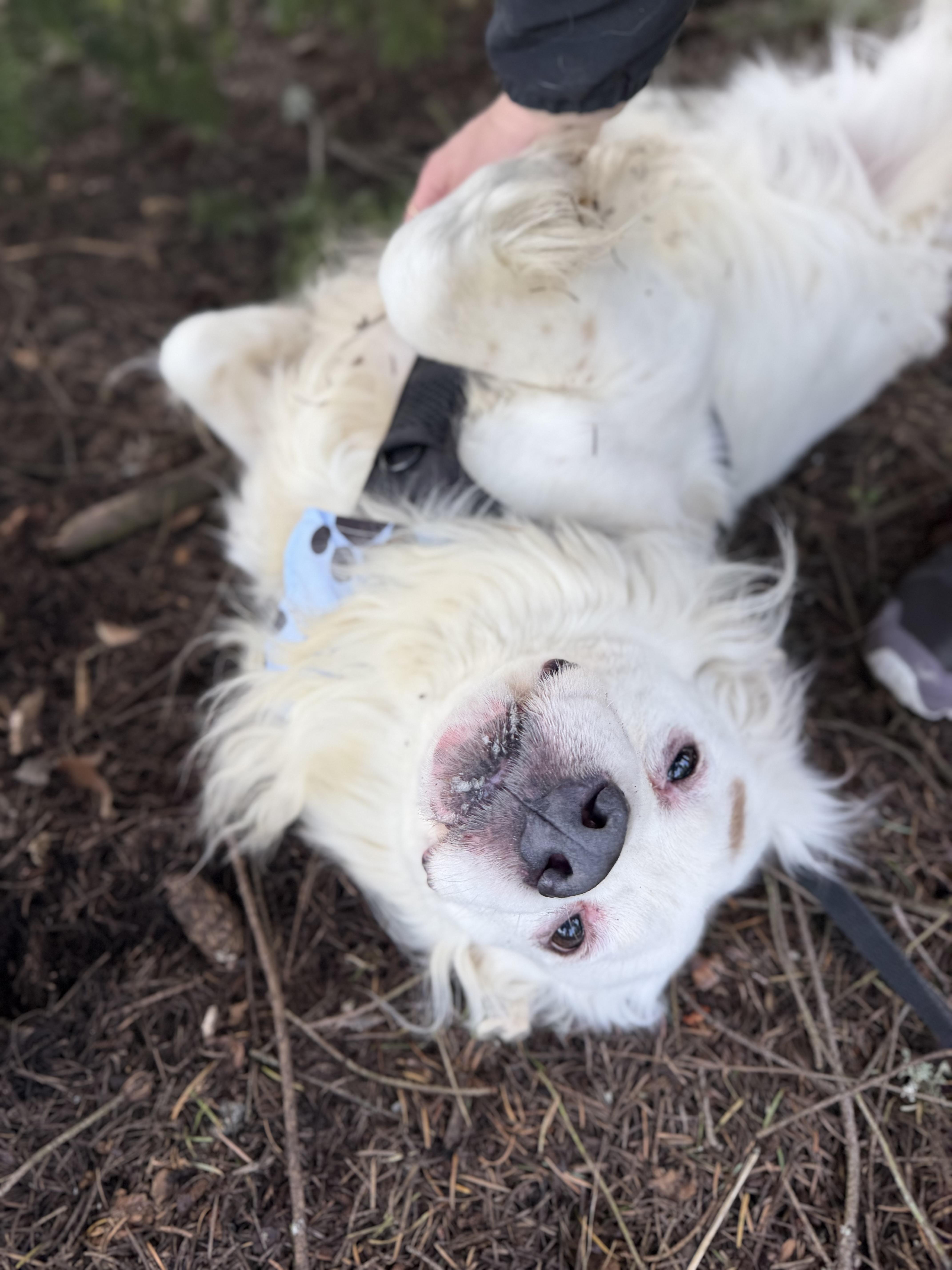 Enlarge Kiko, a Adoptable mixed breed in lynnwood , WA image 5/6