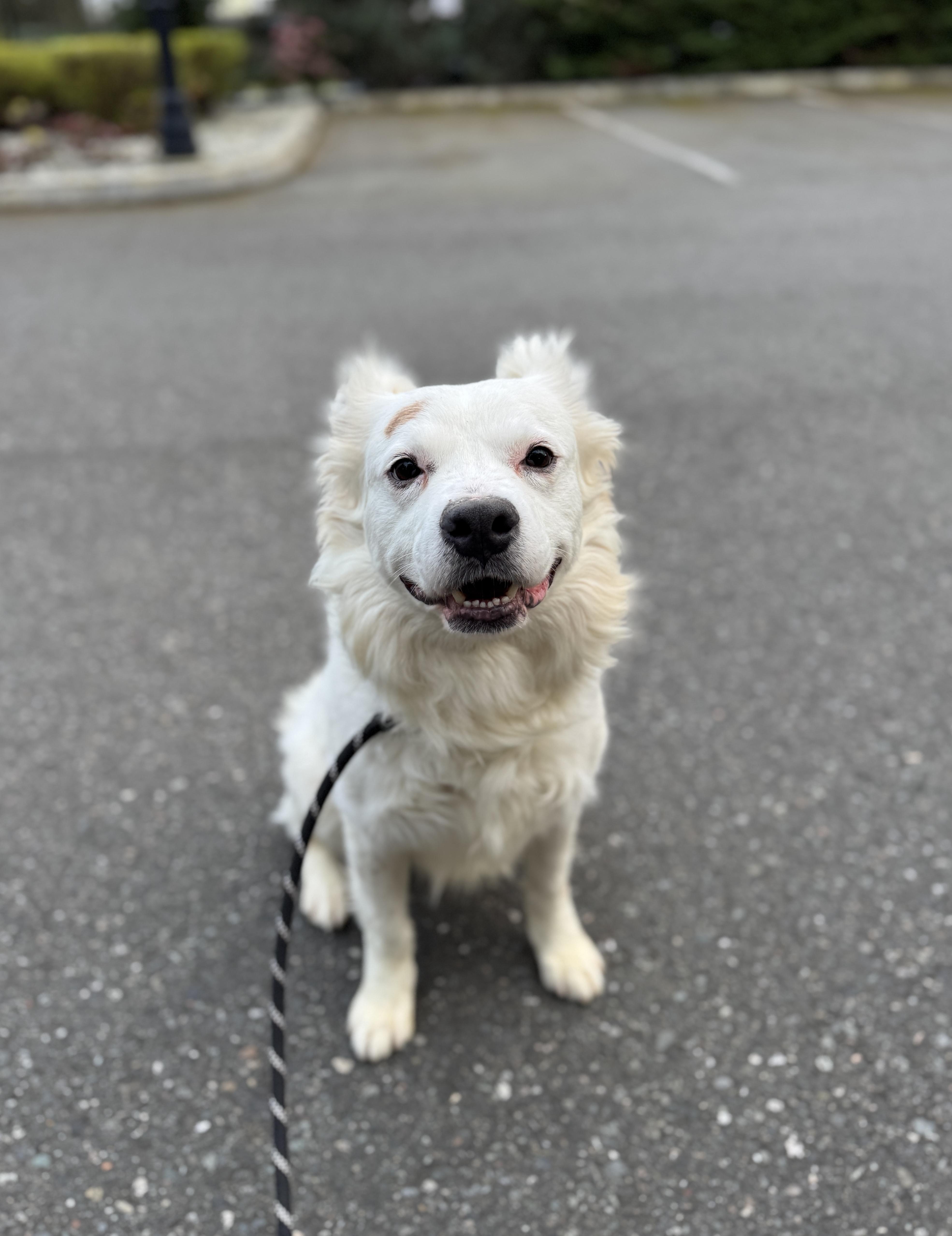 Enlarge Kiko, a Adoptable mixed breed in lynnwood , WA image 3/6