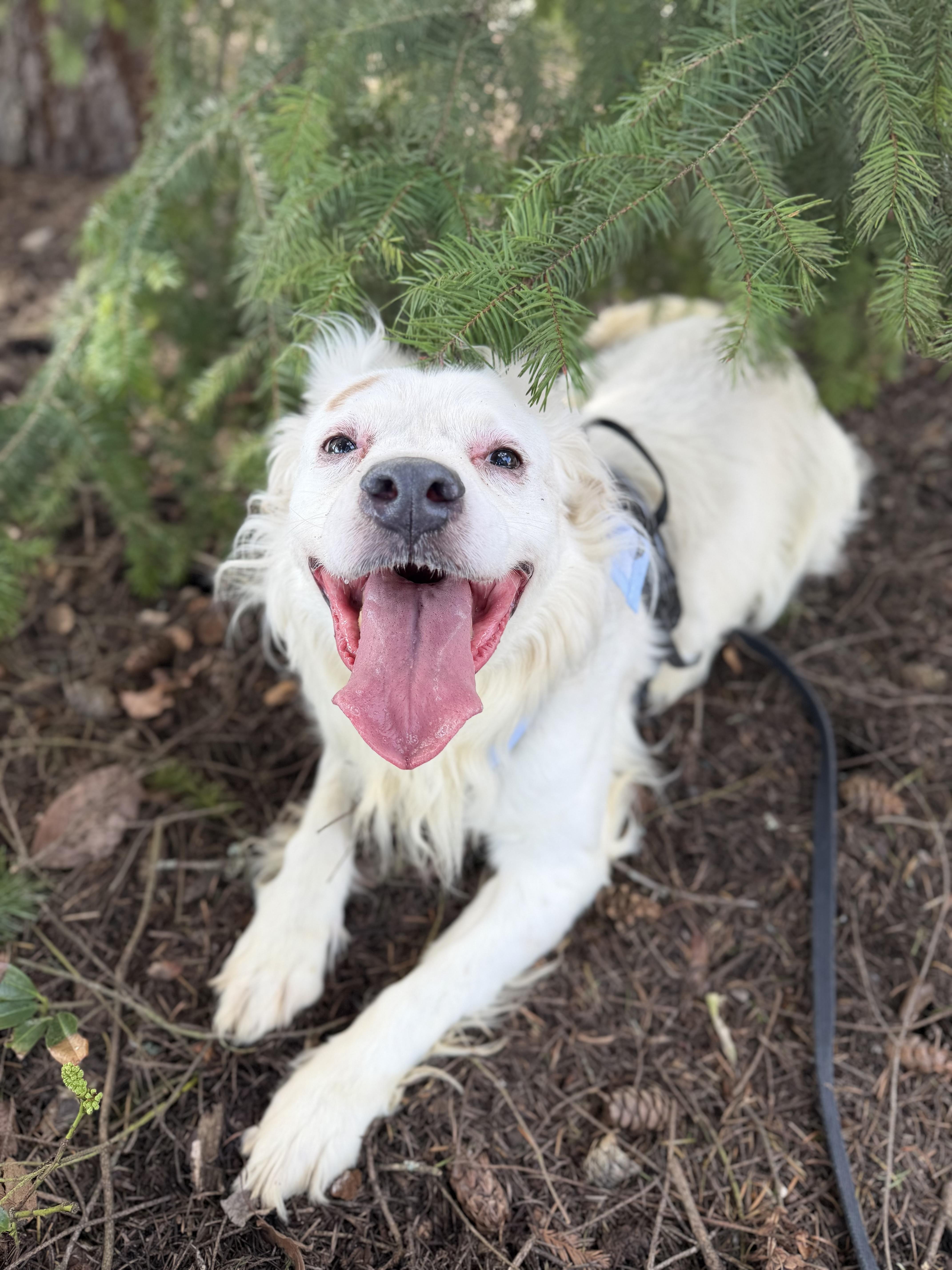 Kiko, Adoptable, Adult Male Australian Shepherd & Pit Bull Terrier.
