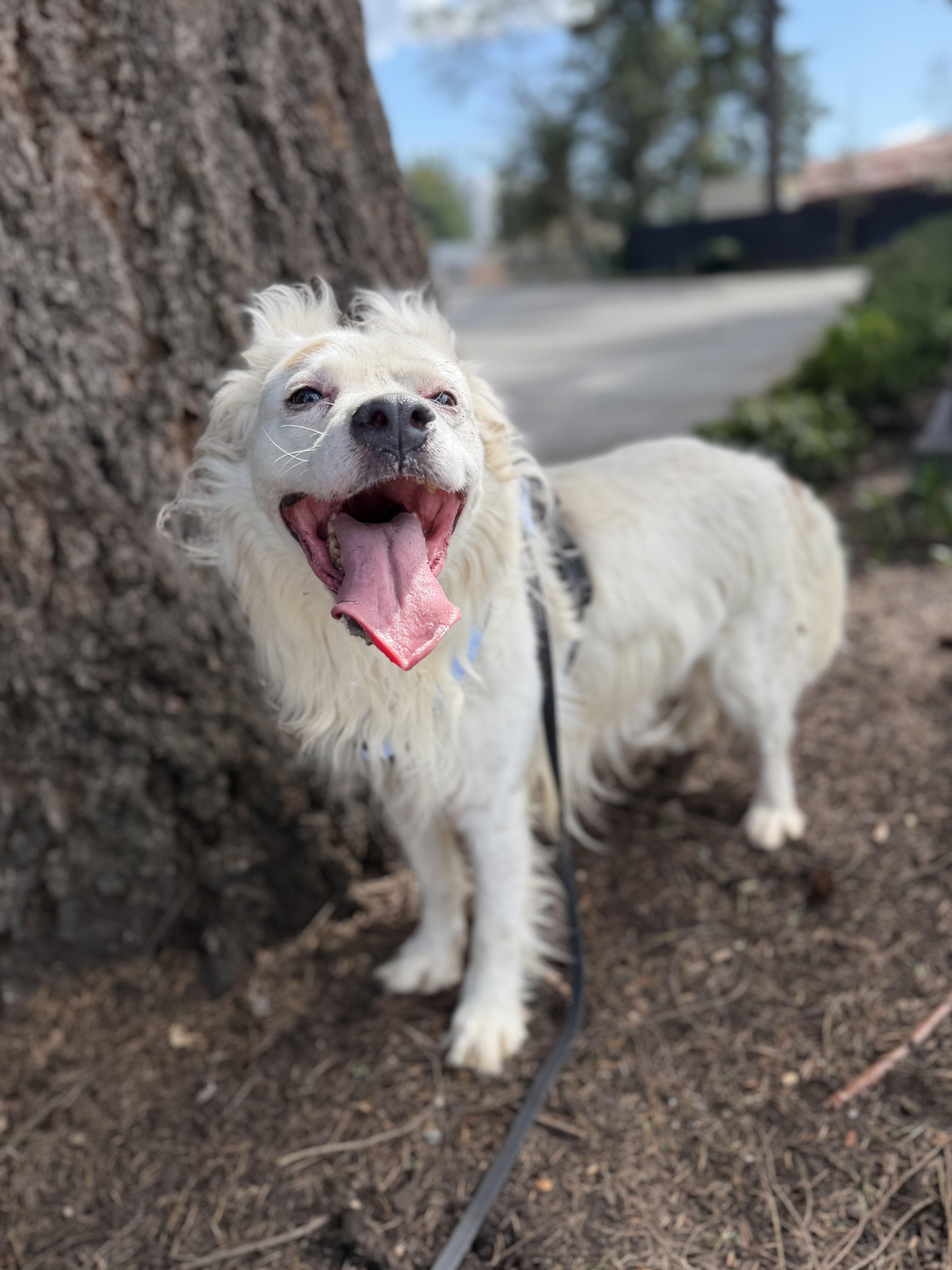 Enlarge Kiko, a Adoptable mixed breed in lynnwood , WA image 4/6