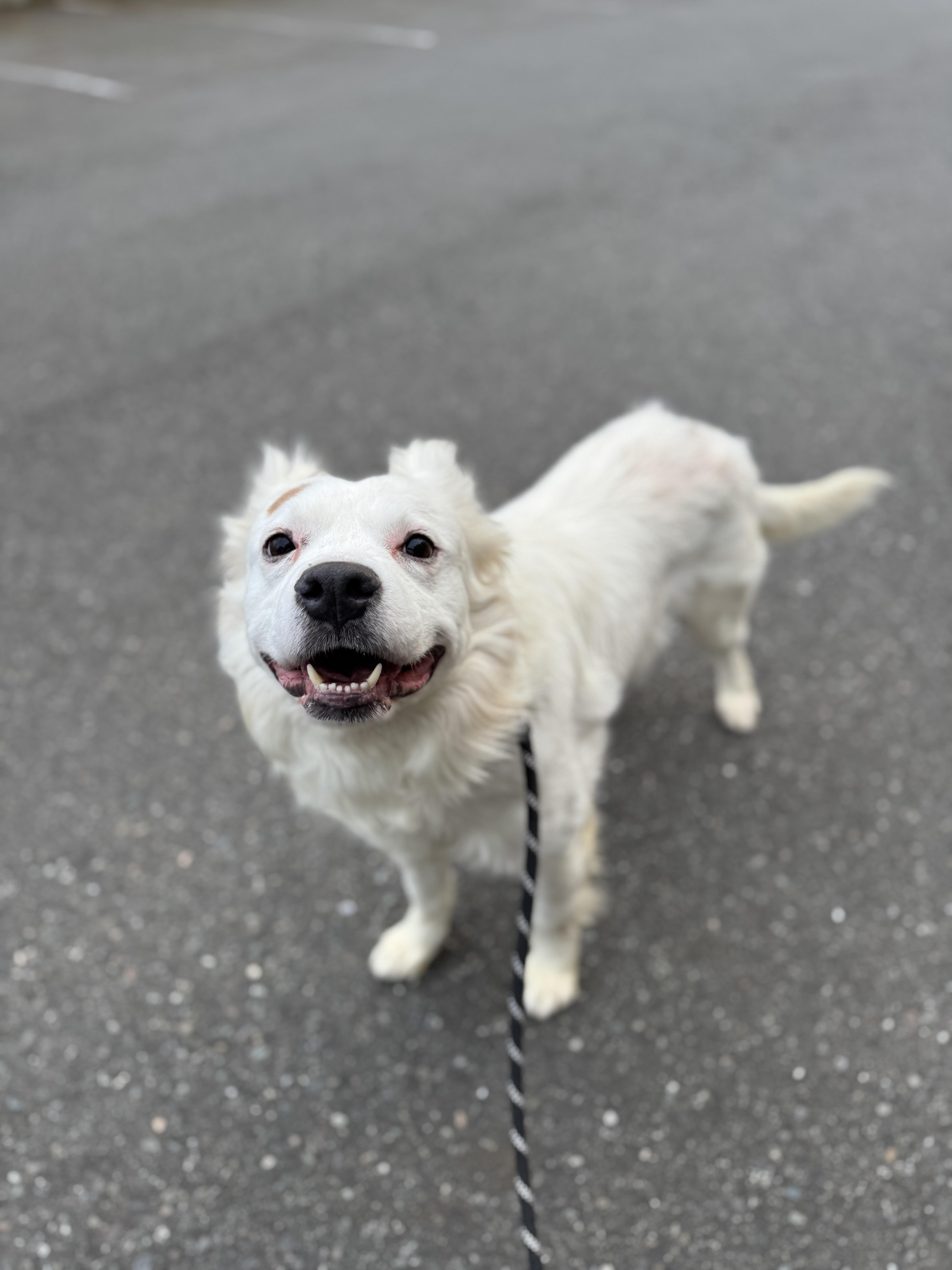 Enlarge Kiko, a Adoptable mixed breed in lynnwood , WA image 5/6