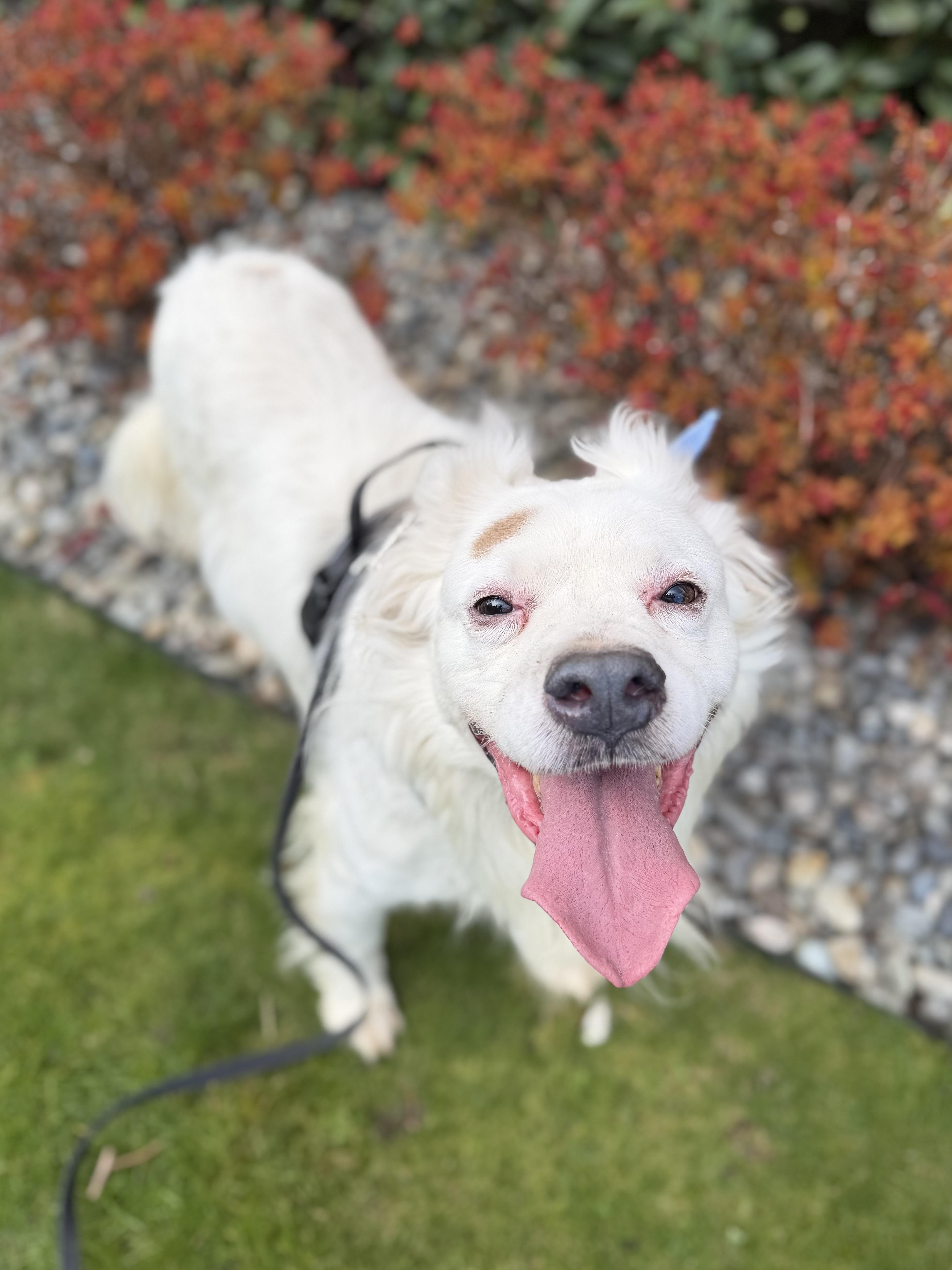 Enlarge Kiko, a Adoptable mixed breed in lynnwood , WA image 2/6