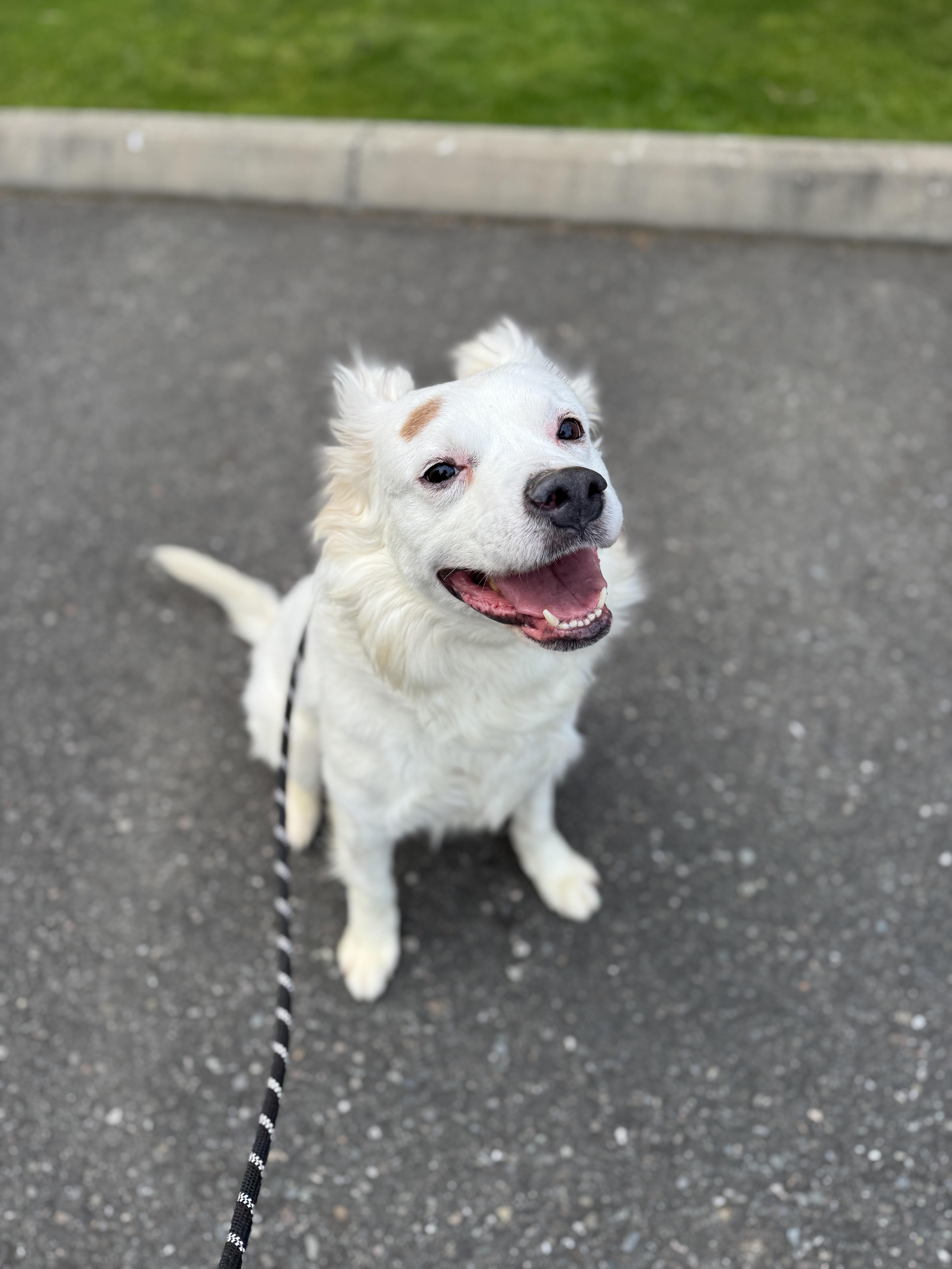 Enlarge Kiko, a Adoptable mixed breed in lynnwood , WA image 4/6