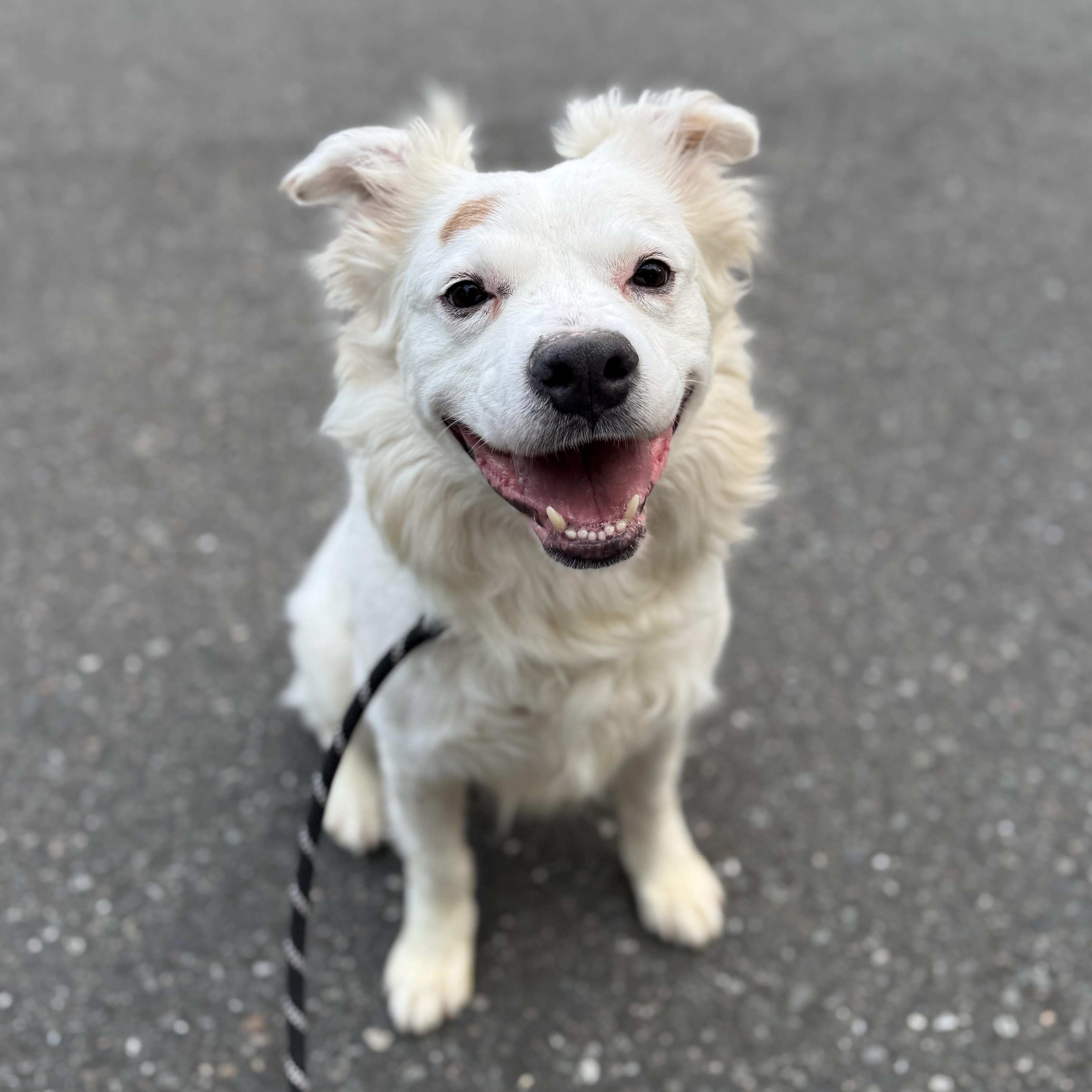 Enlarge Kiko, a Adoptable mixed breed in lynnwood , WA image 3/6