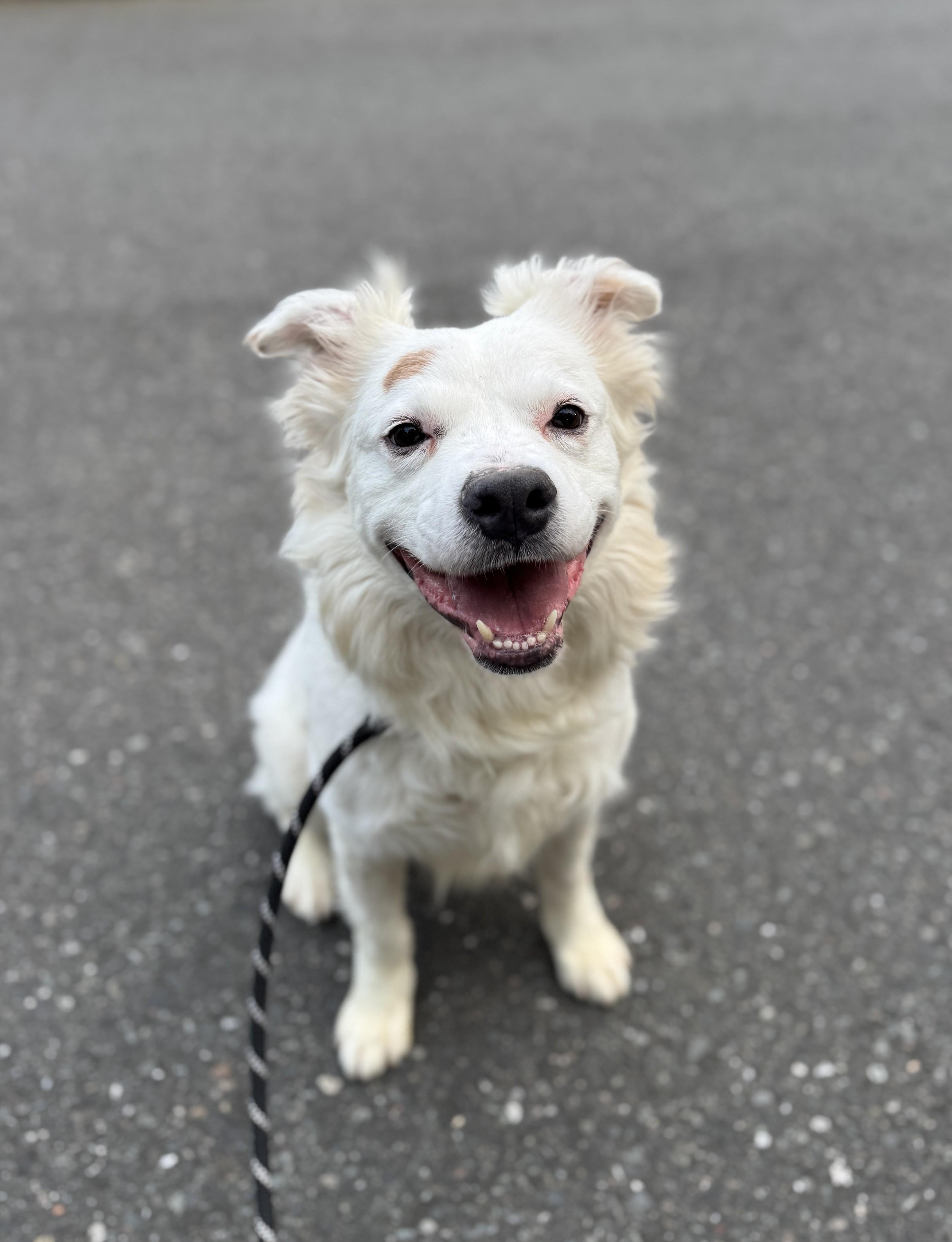 Enlarge Kiko, a Adoptable mixed breed in lynnwood , WA image 1/6