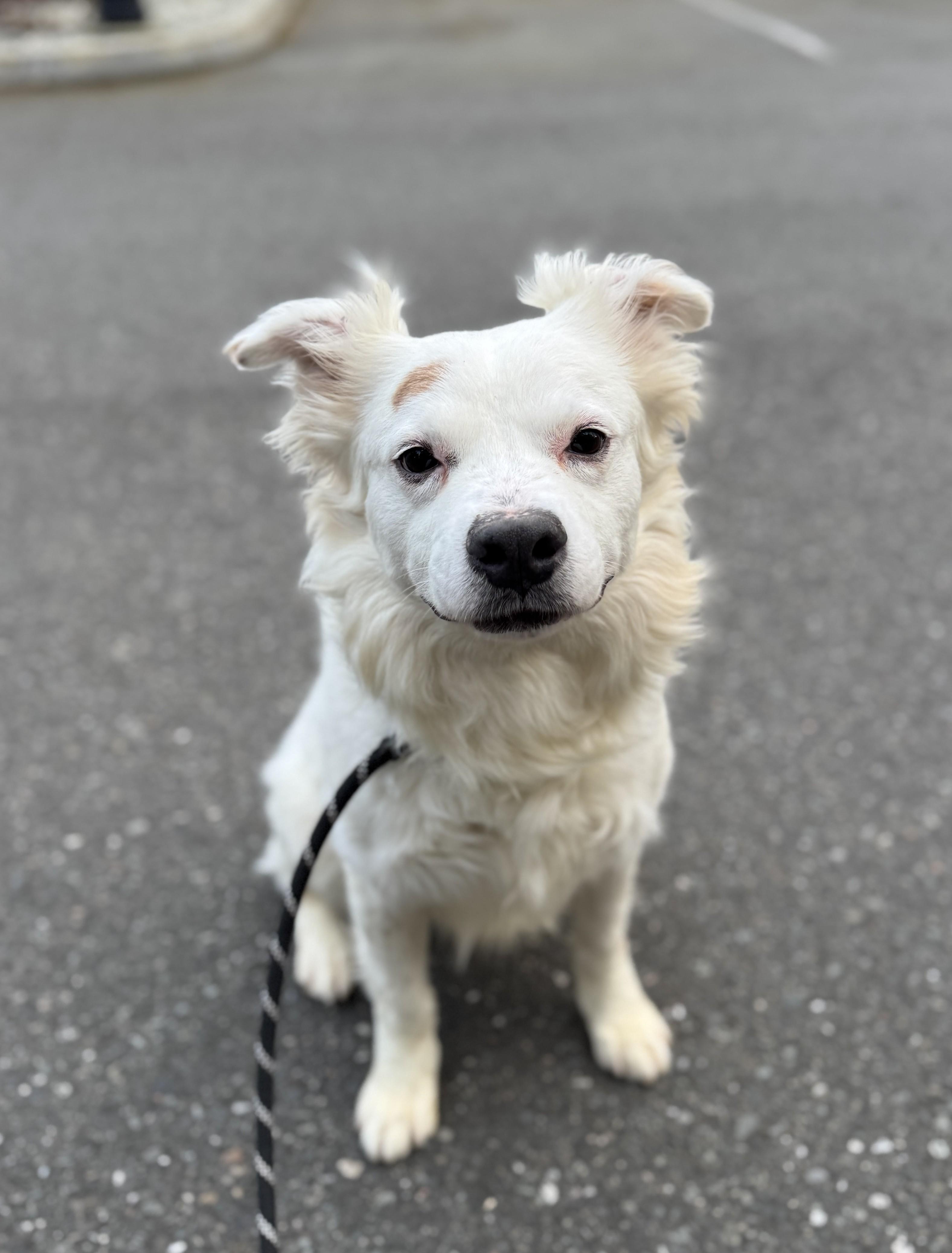Enlarge Kiko, a Adoptable mixed breed in lynnwood , WA image 6/6