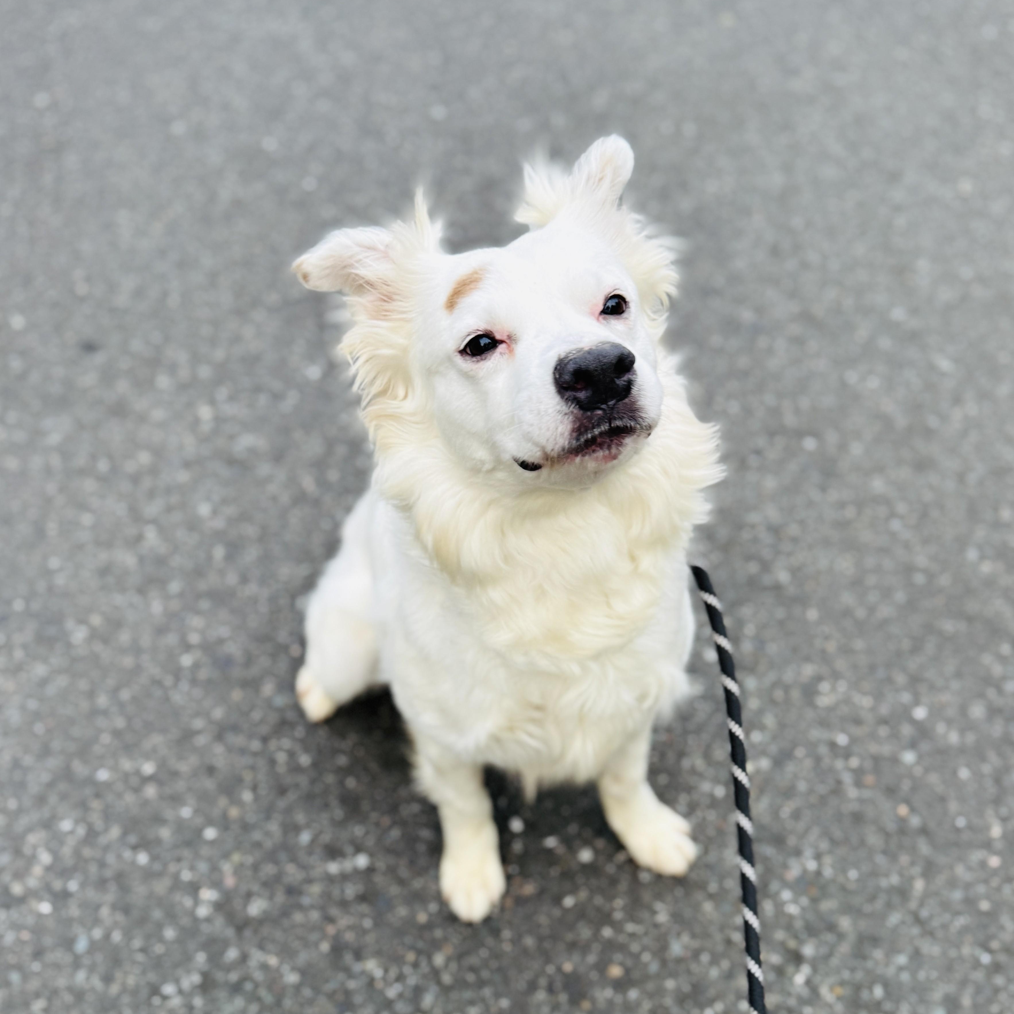 Enlarge Kiko, a Adoptable mixed breed in lynnwood , WA image 6/6