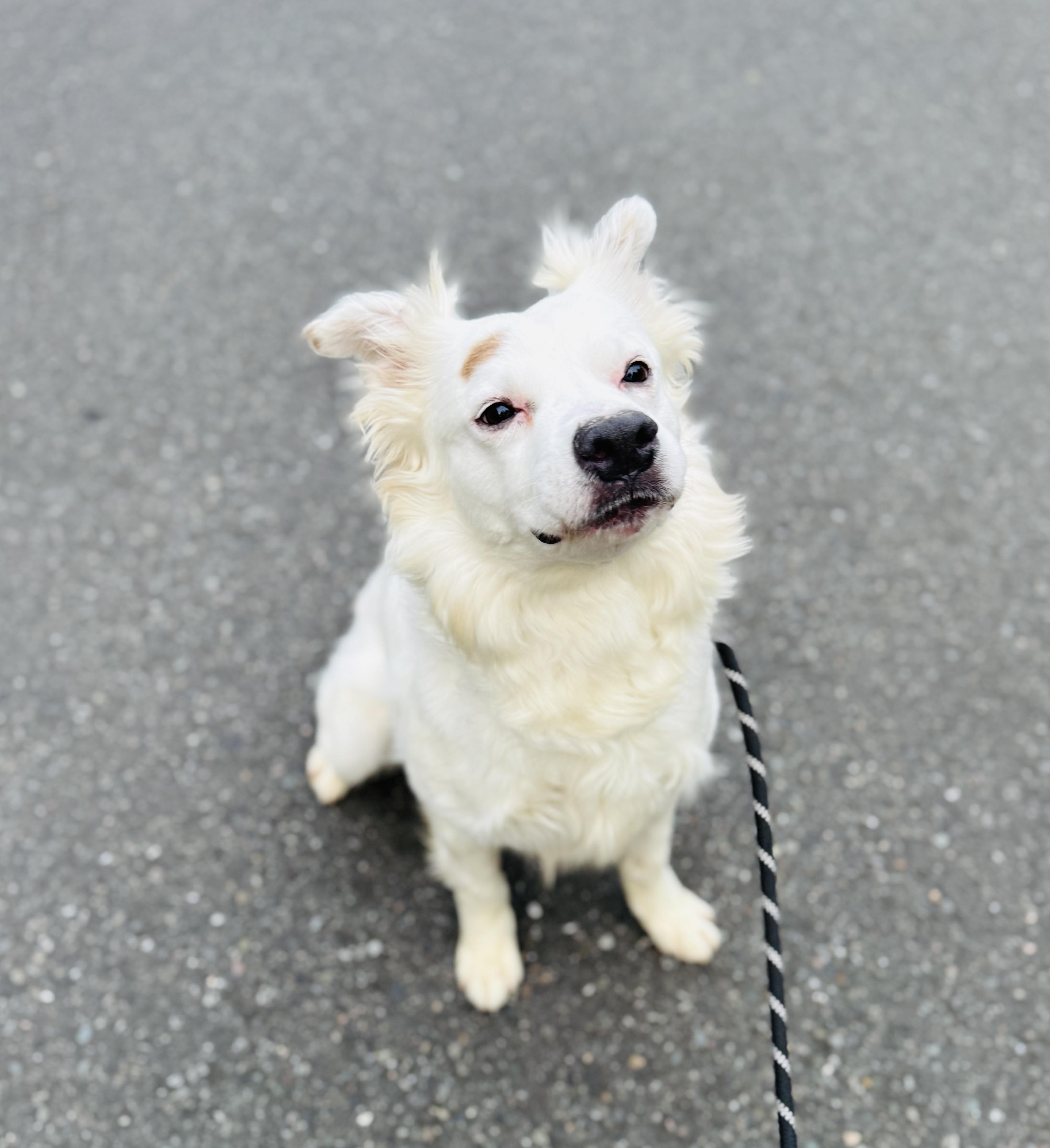 Enlarge Kiko, a Adoptable mixed breed in lynnwood , WA image 2/6