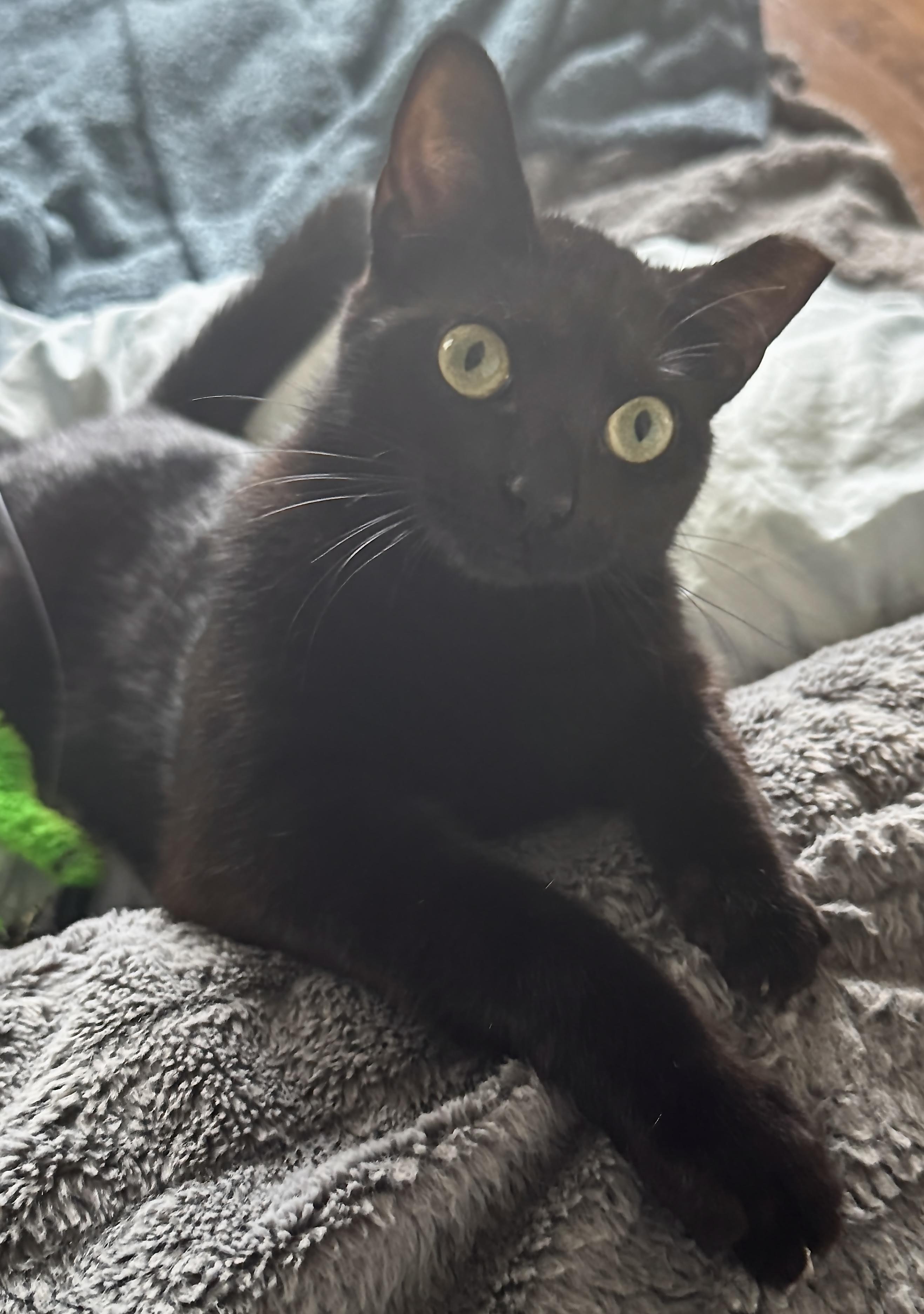 Enlarge Magic (Belly boy), a Adoptable mixed breed in Houston, TX image 6/6