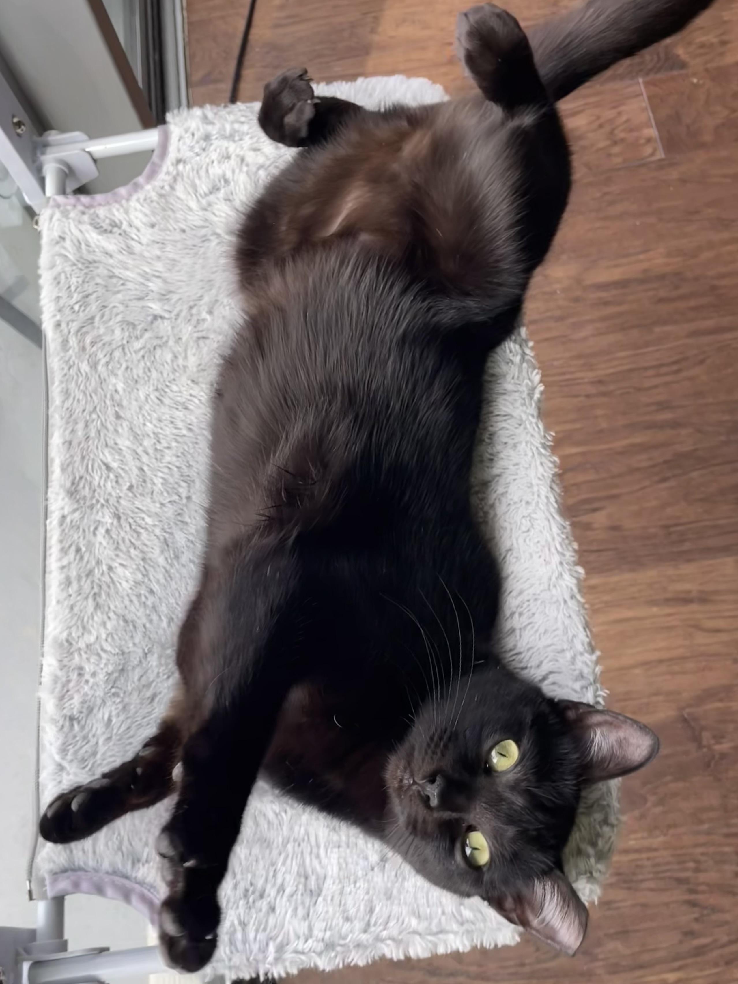 Enlarge Magic (Belly boy), a Adoptable mixed breed in Houston, TX image 4/6