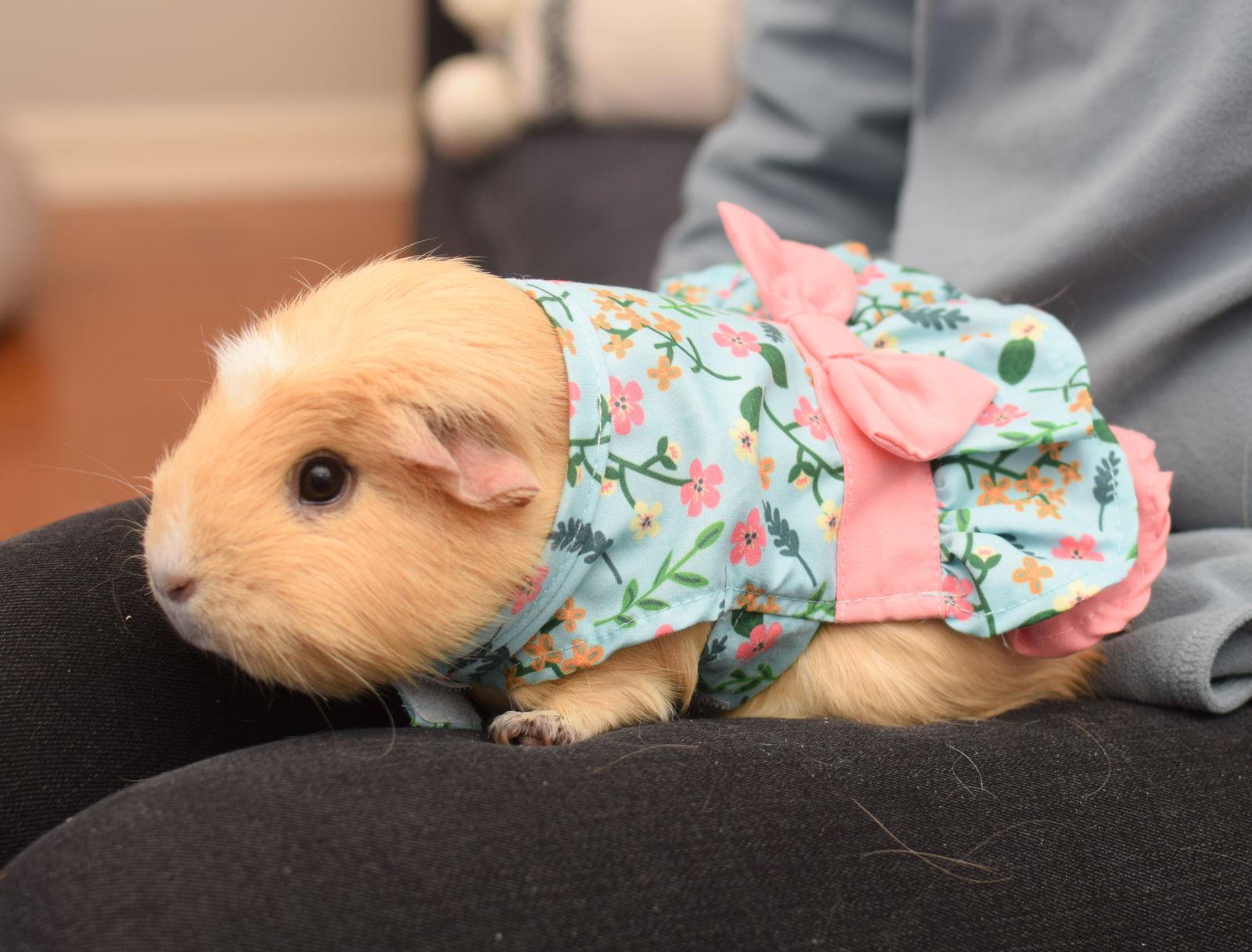 Enlarge Cinnamon & Sugar, a Adoptable Guinea Pig in Hockessin, DE image 1/3