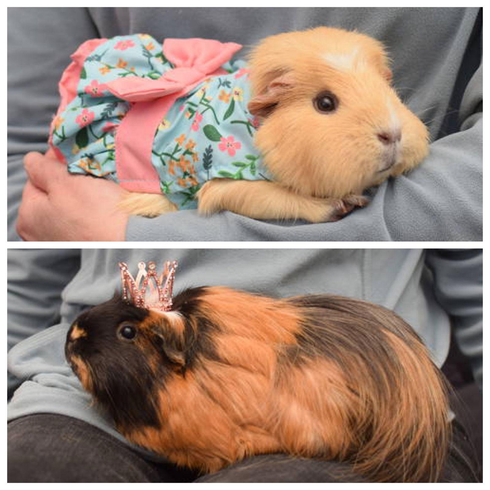 Enlarge Cinnamon & Sugar, a Adoptable Guinea Pig in Hockessin, DE image 3/3