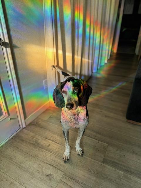 Cooper **COURTESY POST**CONTACT OWNER**, a Adoptable mixed breed in Frisco, TX image 2/3