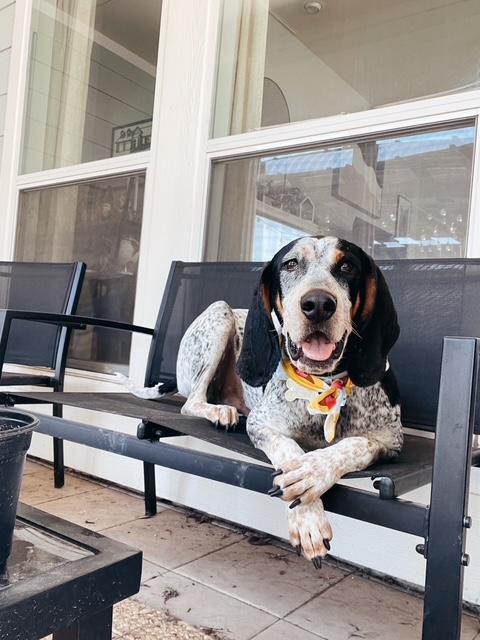 Cooper **COURTESY POST**CONTACT OWNER**, Adoptable, Adult Male Bluetick Coonhound.