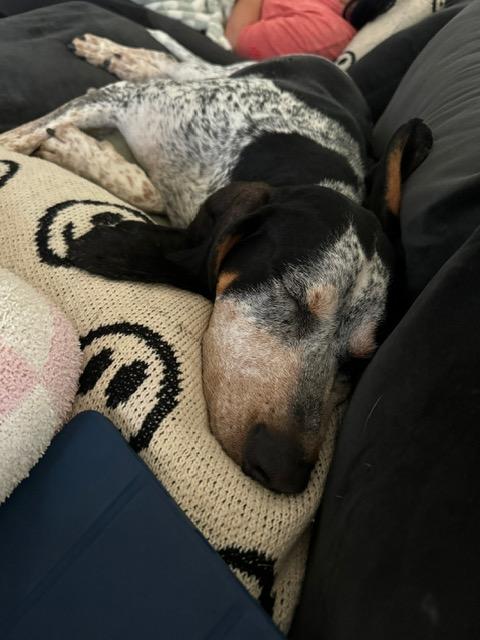 Cooper **COURTESY POST**CONTACT OWNER**, a Adoptable mixed breed in Frisco, TX image 3/3