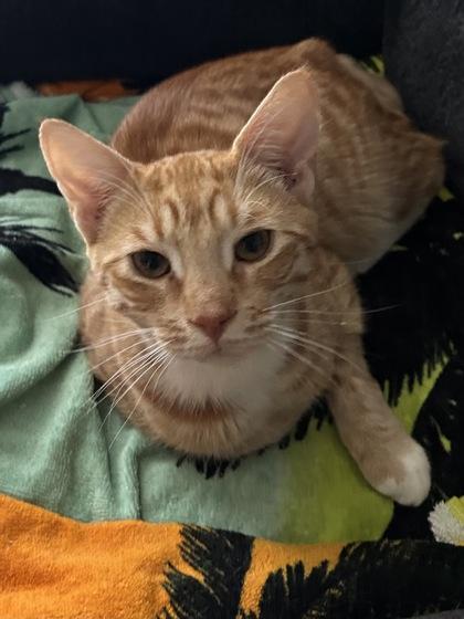 Gusano or Gus $50 -Fostered, Adoptable, Young Male Domestic Short Hair & Domestic Short Hair.