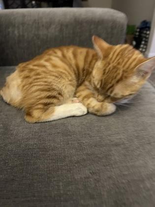 Enlarge Gusano or Gus $50 -Fostered, a Adoptable mixed breed in Seneca, SC image 2/3