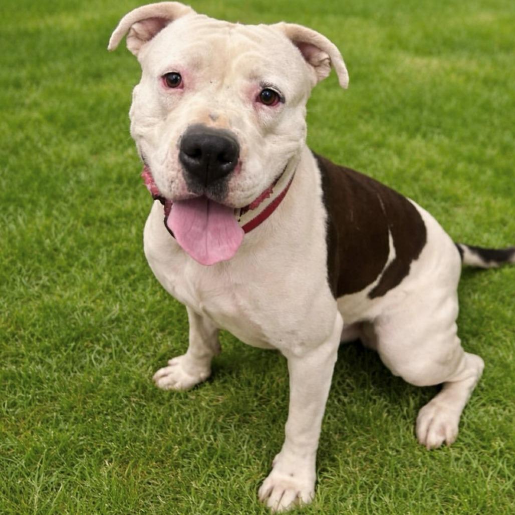 Kiko, Adoptable, Adult Male American Bulldog.