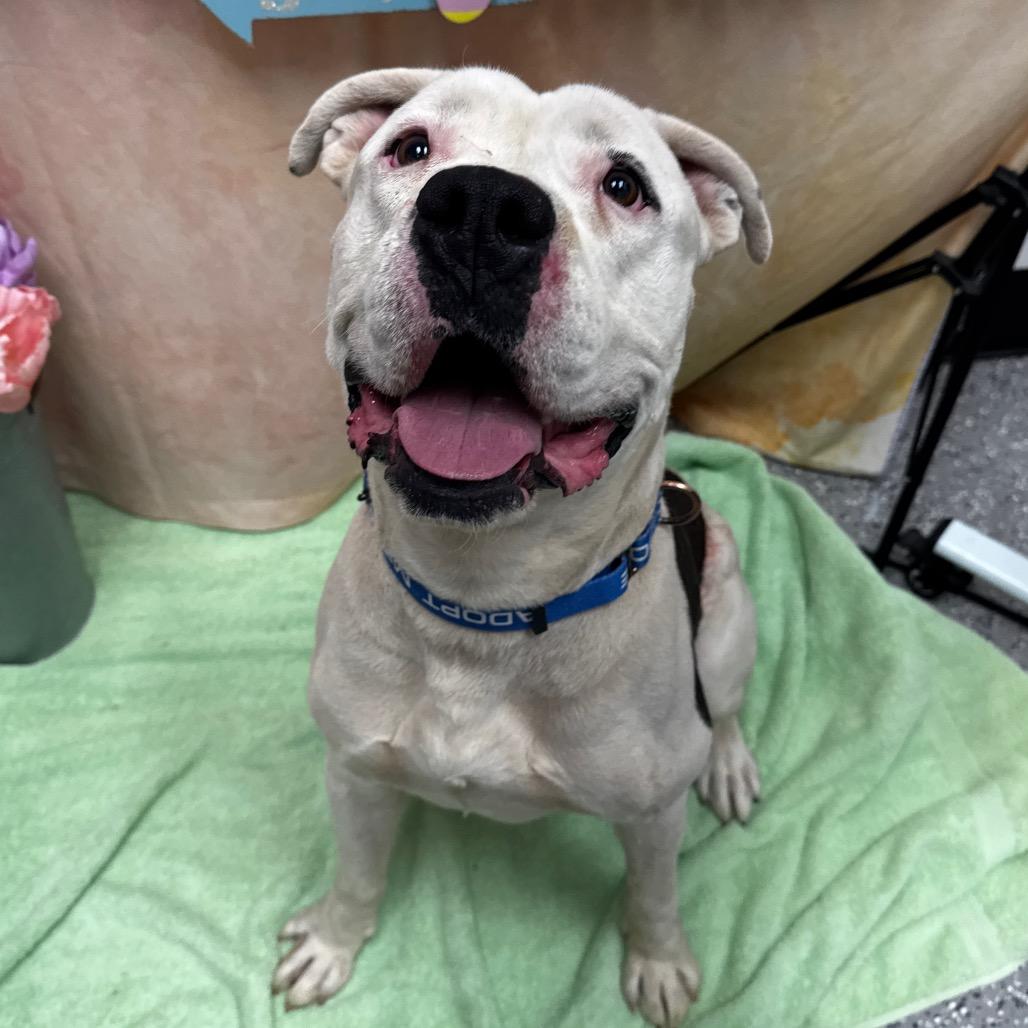 Enlarge Kiko, a Adoptable American Bulldog in Henderson, NV image 2/2