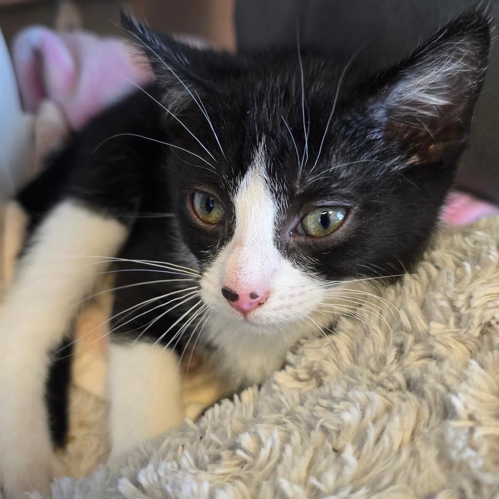 Enlarge Cola, a Adoptable mixed breed in Madisonville, TN image 2/3