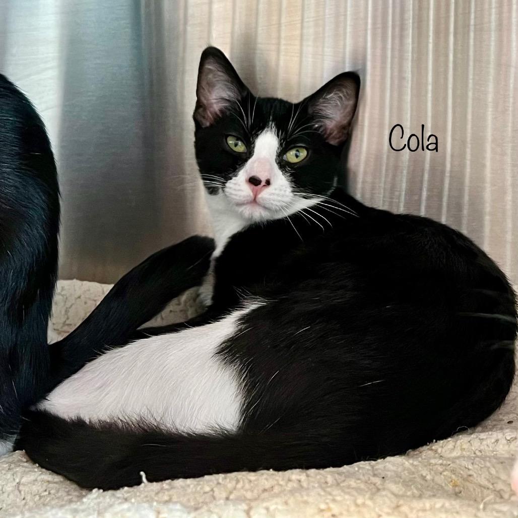Enlarge Cola, a Adoptable mixed breed in Madisonville, TN image 3/3