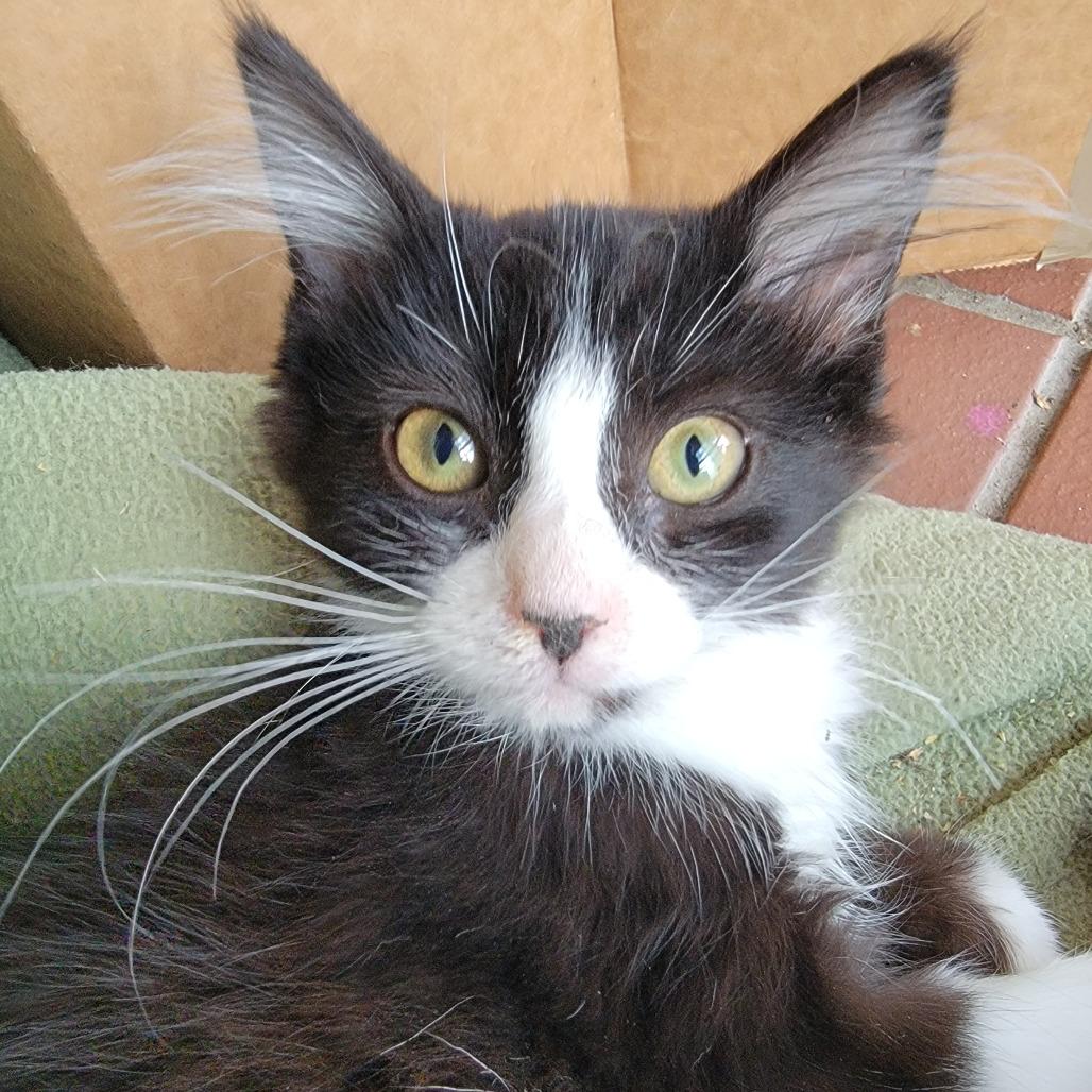 Lady Bug, Adoptable, Kitten Female Domestic Short Hair.