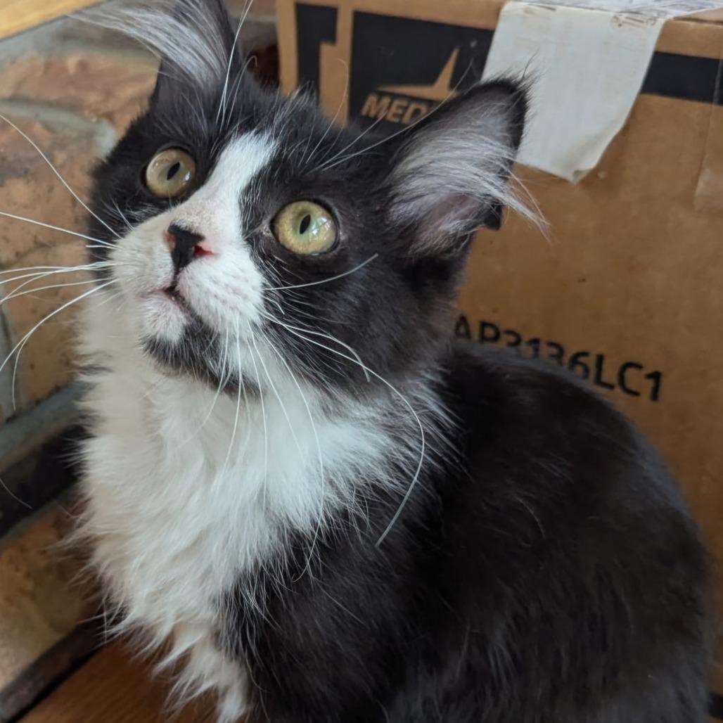Enlarge Lady Bug, a Adoptable Domestic Short Hair in Buffalo, WY image 2/2