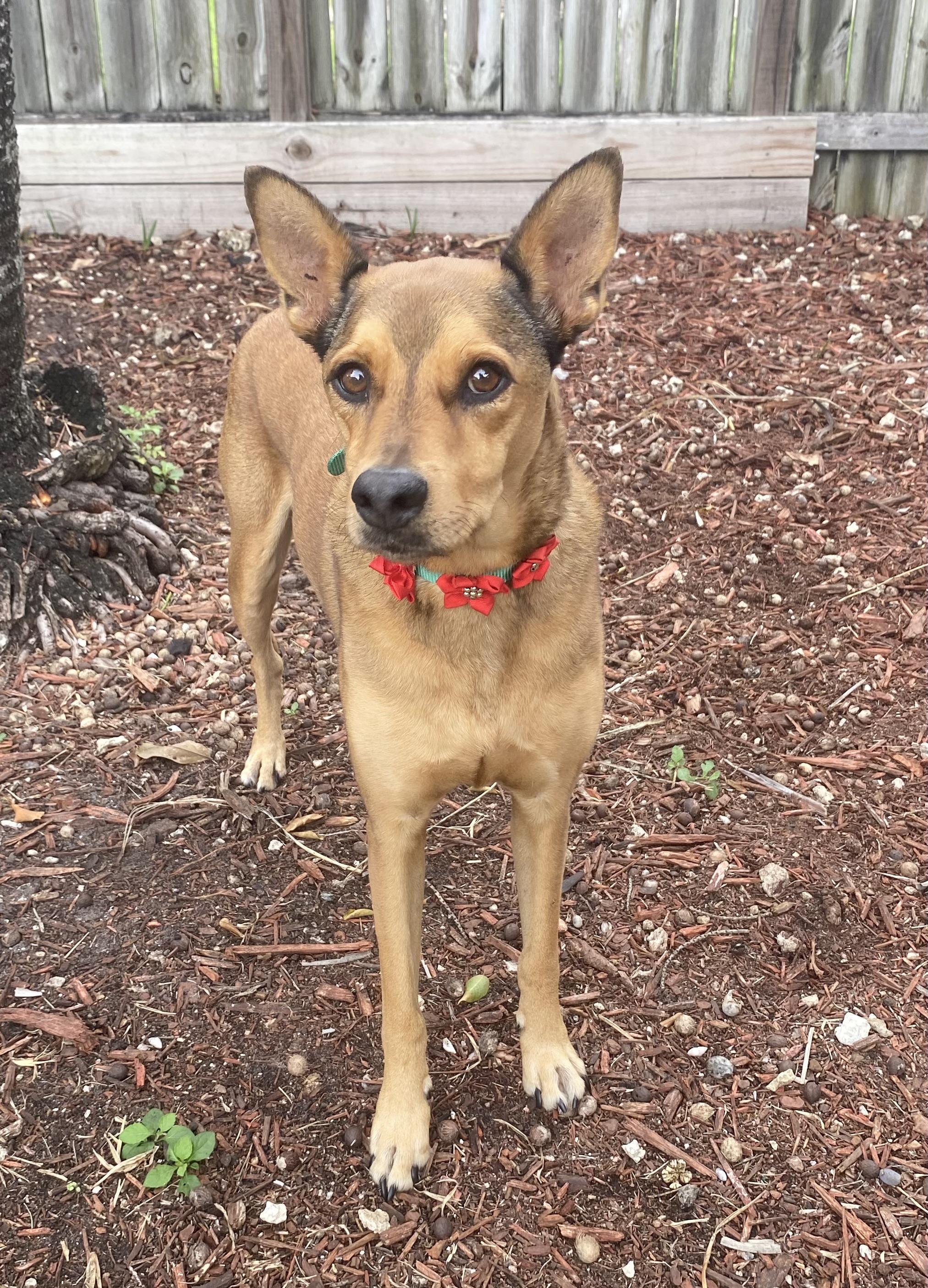 Moose, ADOPTABLE, Adult Female Fox Terrier & Shiba Inu.