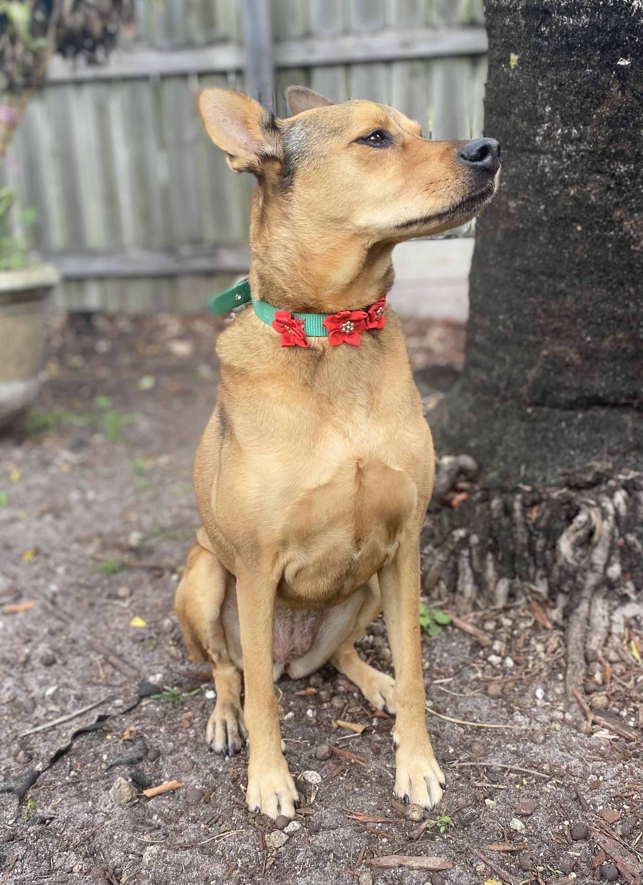 Moose, a ADOPTABLE mixed breed in Fort Lauderdale, FL image 2/6