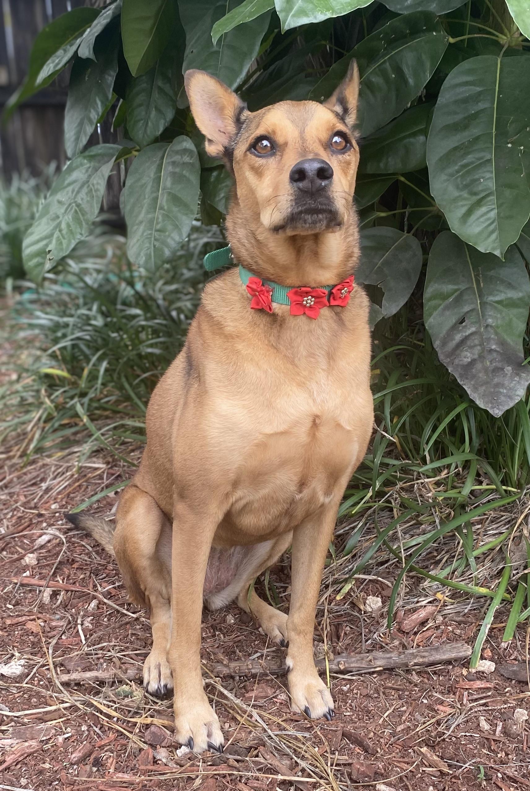 Moose, a ADOPTABLE mixed breed in Fort Lauderdale, FL image 3/6