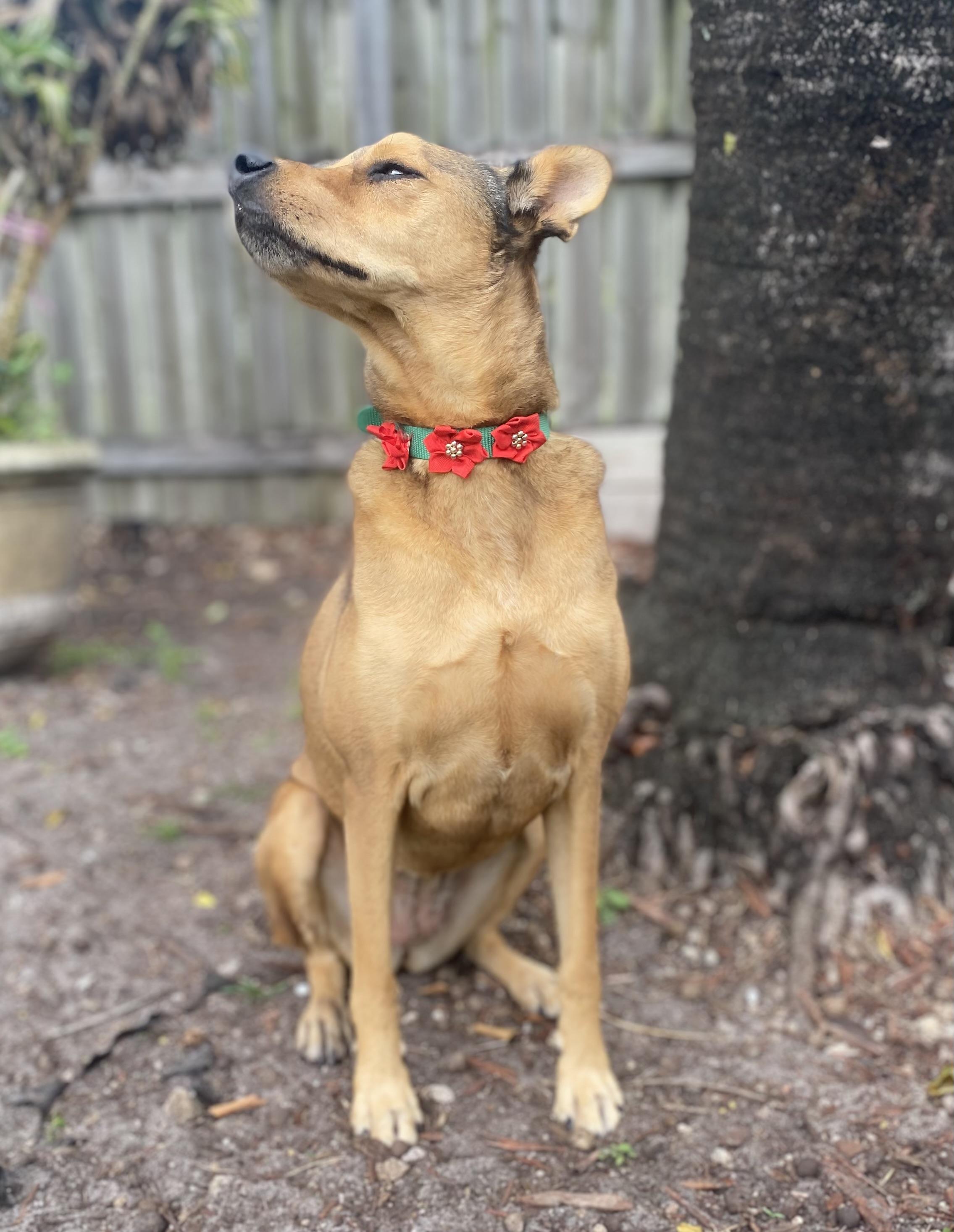 Moose, a ADOPTABLE mixed breed in Fort Lauderdale, FL image 4/6