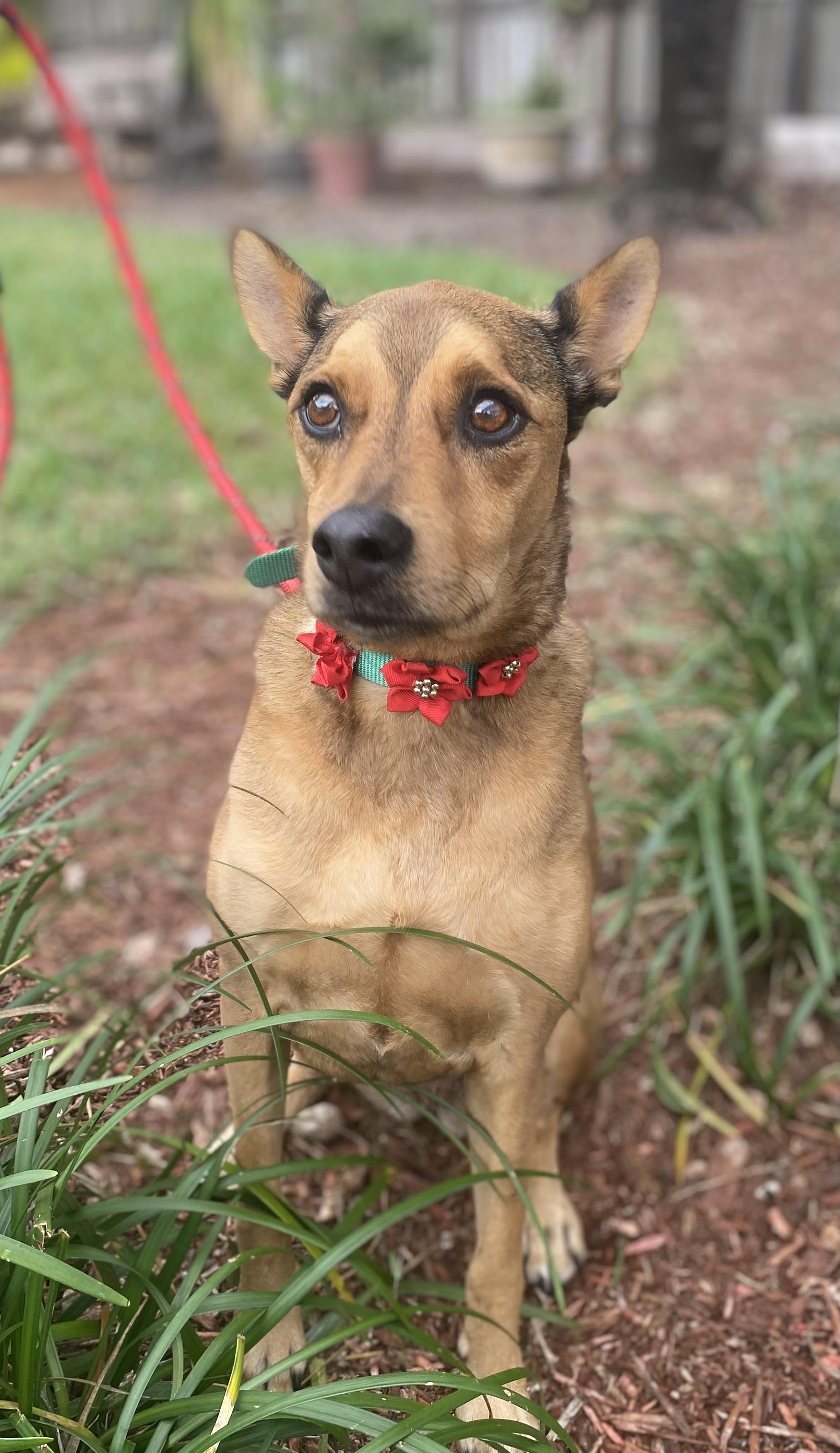 Moose, a ADOPTABLE mixed breed in Fort Lauderdale, FL image 5/6
