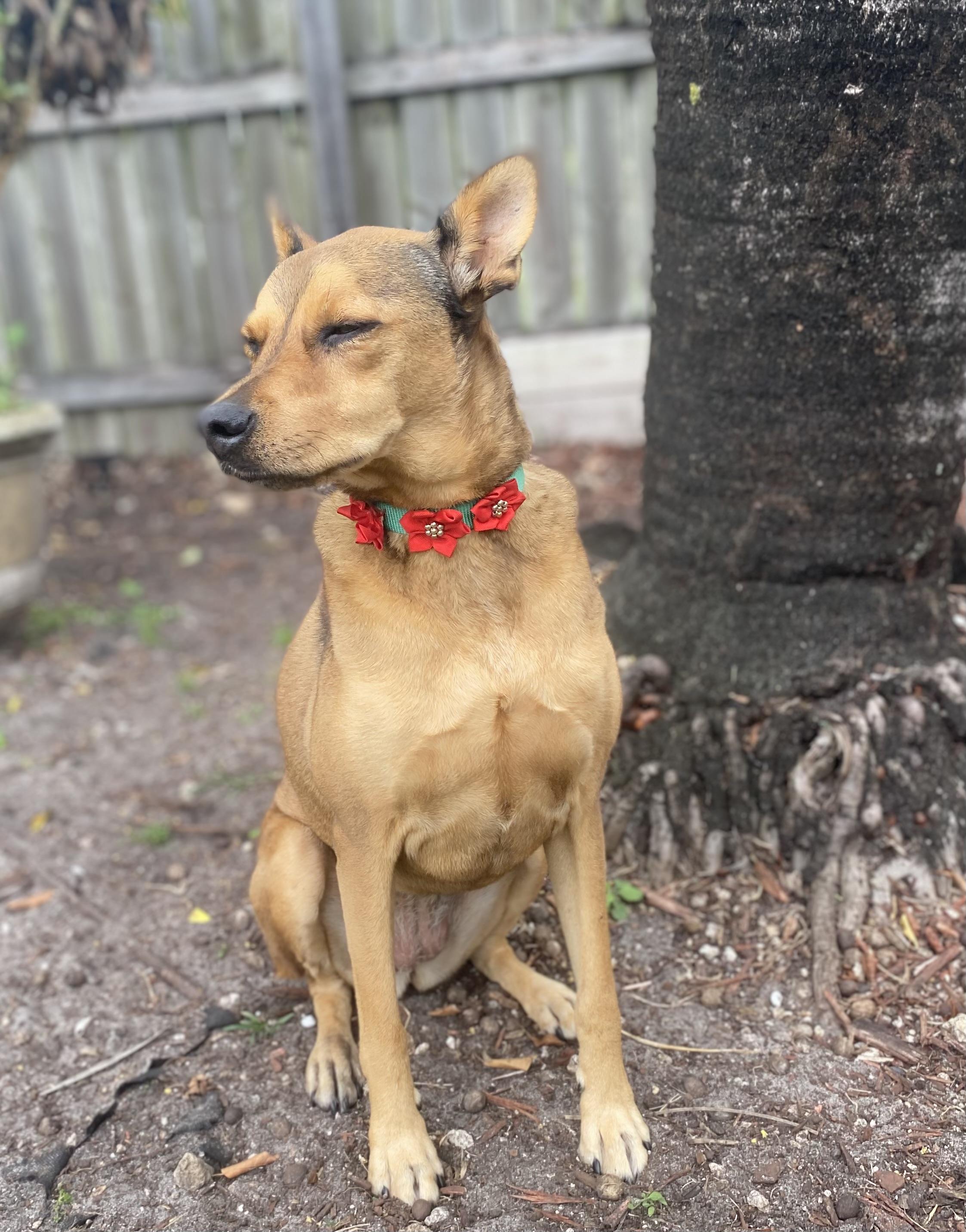 Moose, a ADOPTABLE mixed breed in Fort Lauderdale, FL image 6/6