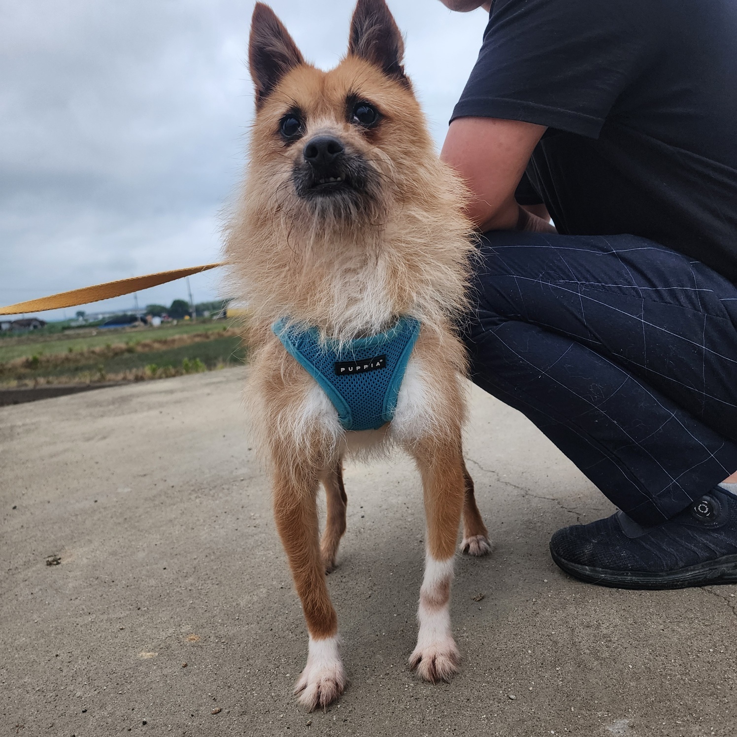 TEO, Adoptable, Adult Male Terrier.