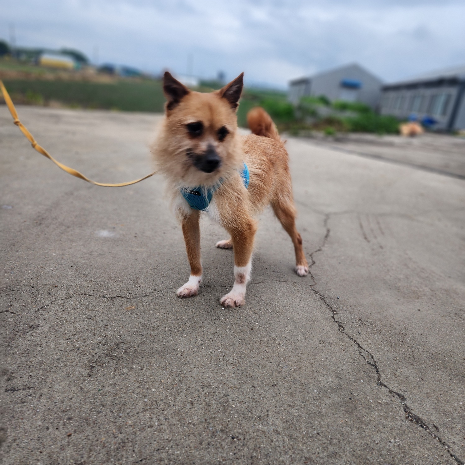 TEO, a Adoptable mixed breed in Duluth, GA image 5/6