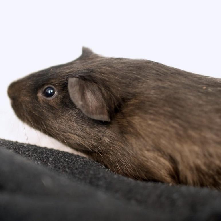 Tim *Bonded w/ Tiny, Adoptable, Baby Male Guinea Pig.