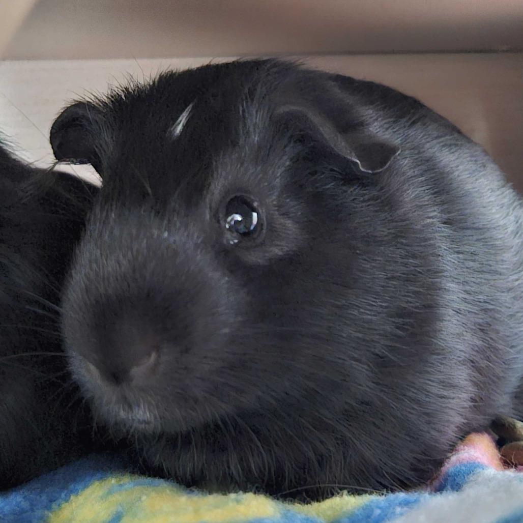 Tim *Bonded w/ Tiny, Adoptable, Baby Male Guinea Pig.