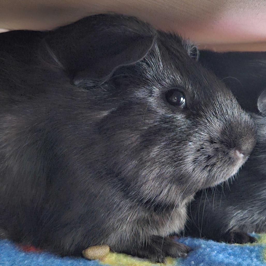 Enlarge Tim *Bonded w/ Tiny, a Adoptable Guinea Pig in Dover, NH image 2/2