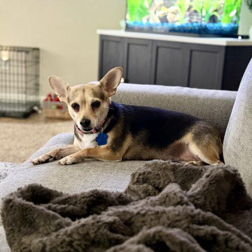 Enlarge Roxie, a Adoptable Chihuahua in Broken Arrow, OK image 1/4