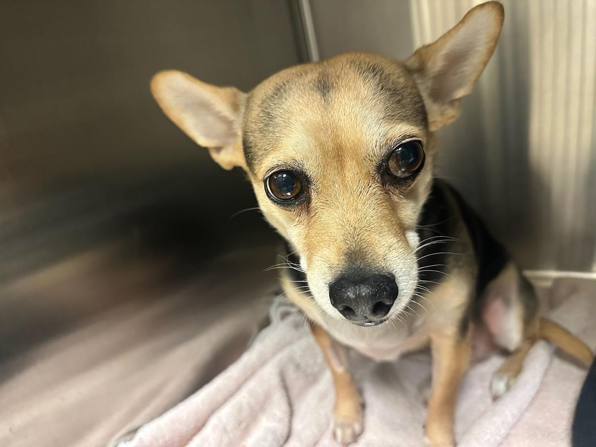 Enlarge Roxie, a Adoptable Chihuahua in Broken Arrow, OK image 2/5