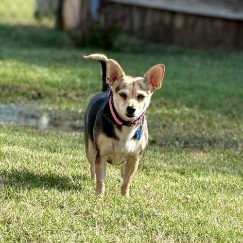 Enlarge Roxie, a Adoptable Chihuahua in Broken Arrow, OK image 3/4