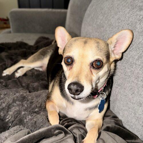 Enlarge Roxie, a Adoptable Chihuahua in Broken Arrow, OK image 4/4