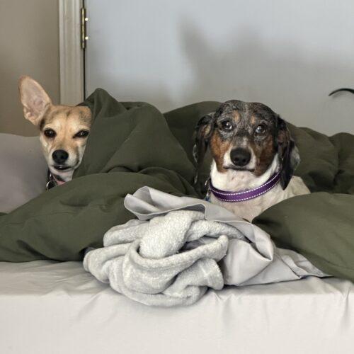 Roxie, a Adoptable Chihuahua in Broken Arrow, OK image 5/5