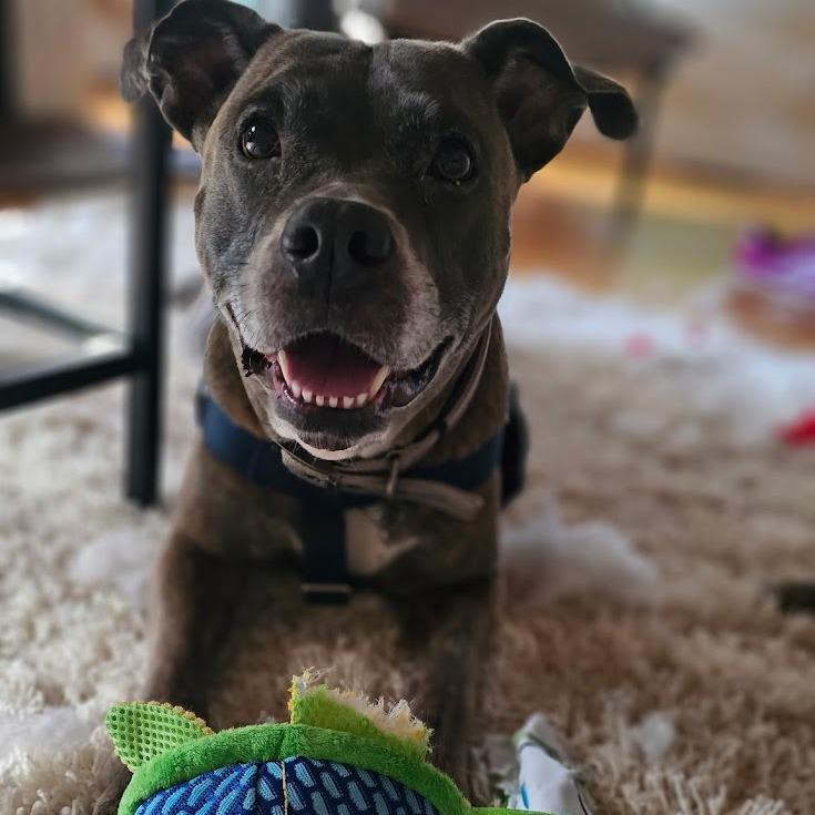 Chloe, Adoptable, Senior Female Mixed Breed.