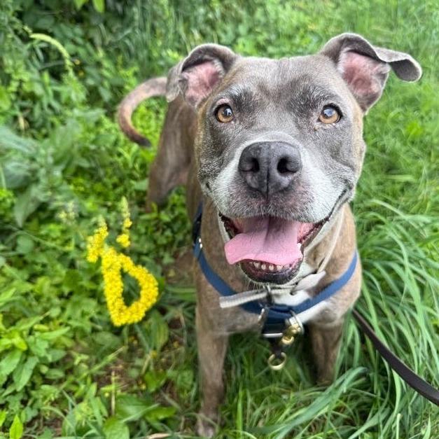 Enlarge Chloe, a Adoptable Mixed Breed in Bangall, NY image 2/6