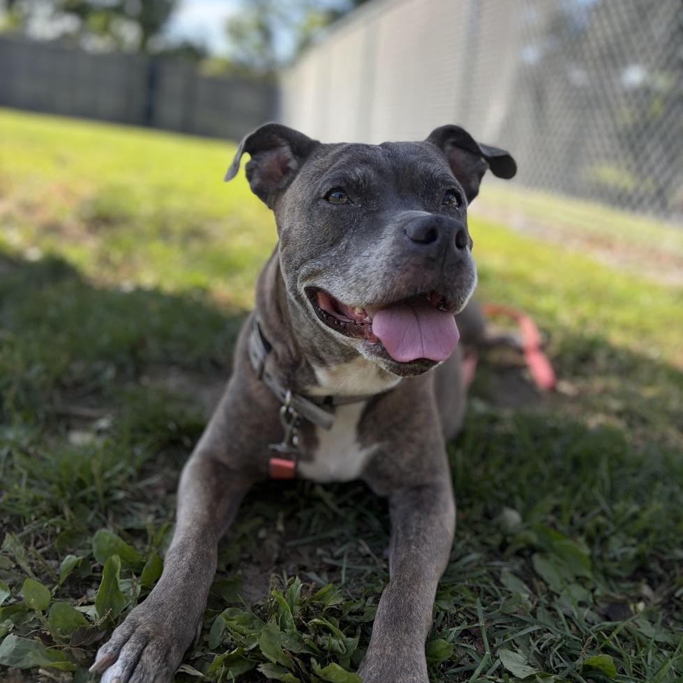 Enlarge Chloe, a Adoptable Mixed Breed in Bangall, NY image 3/6